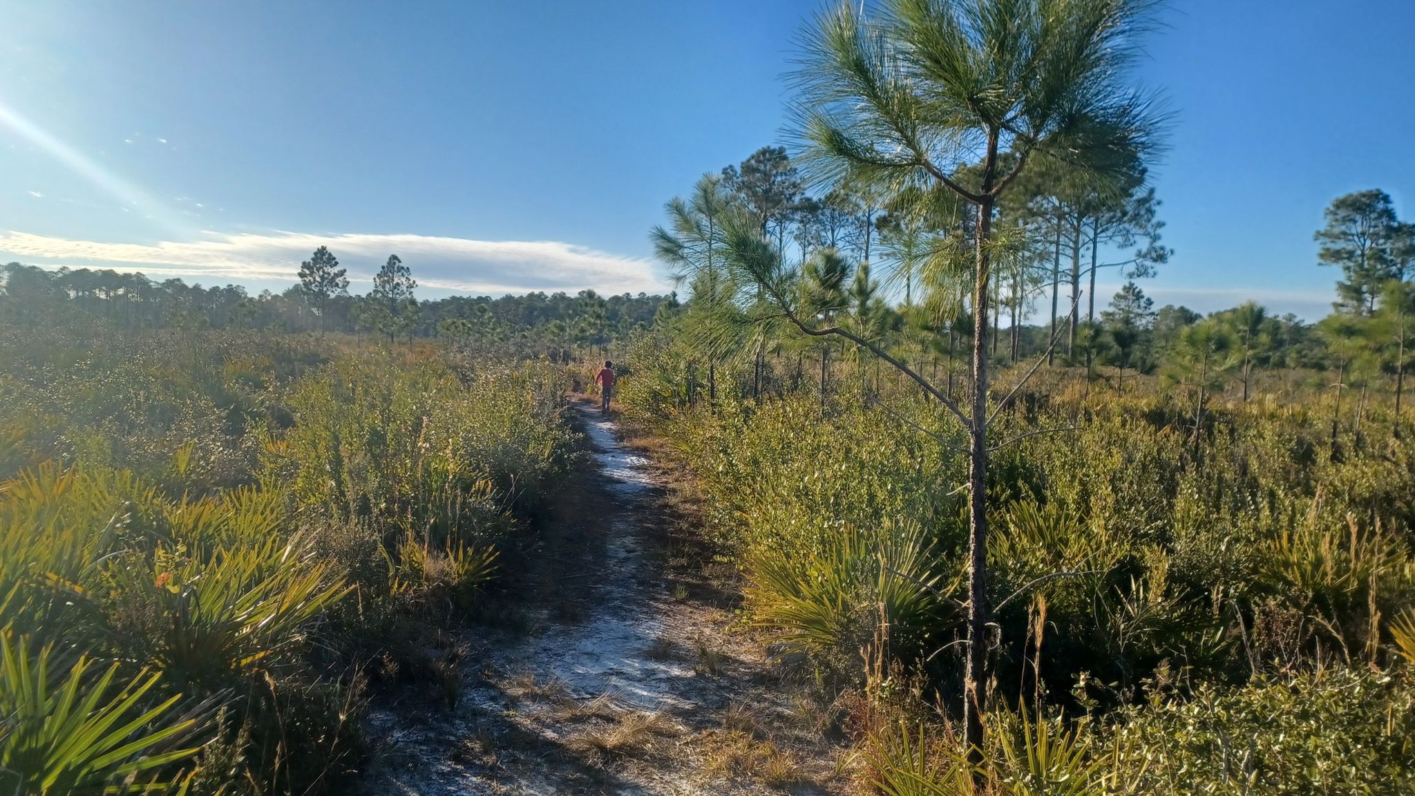 A person walks on a sunny path through a sparse pine forest. - Pumpkin Hill Creek Preserve Loop