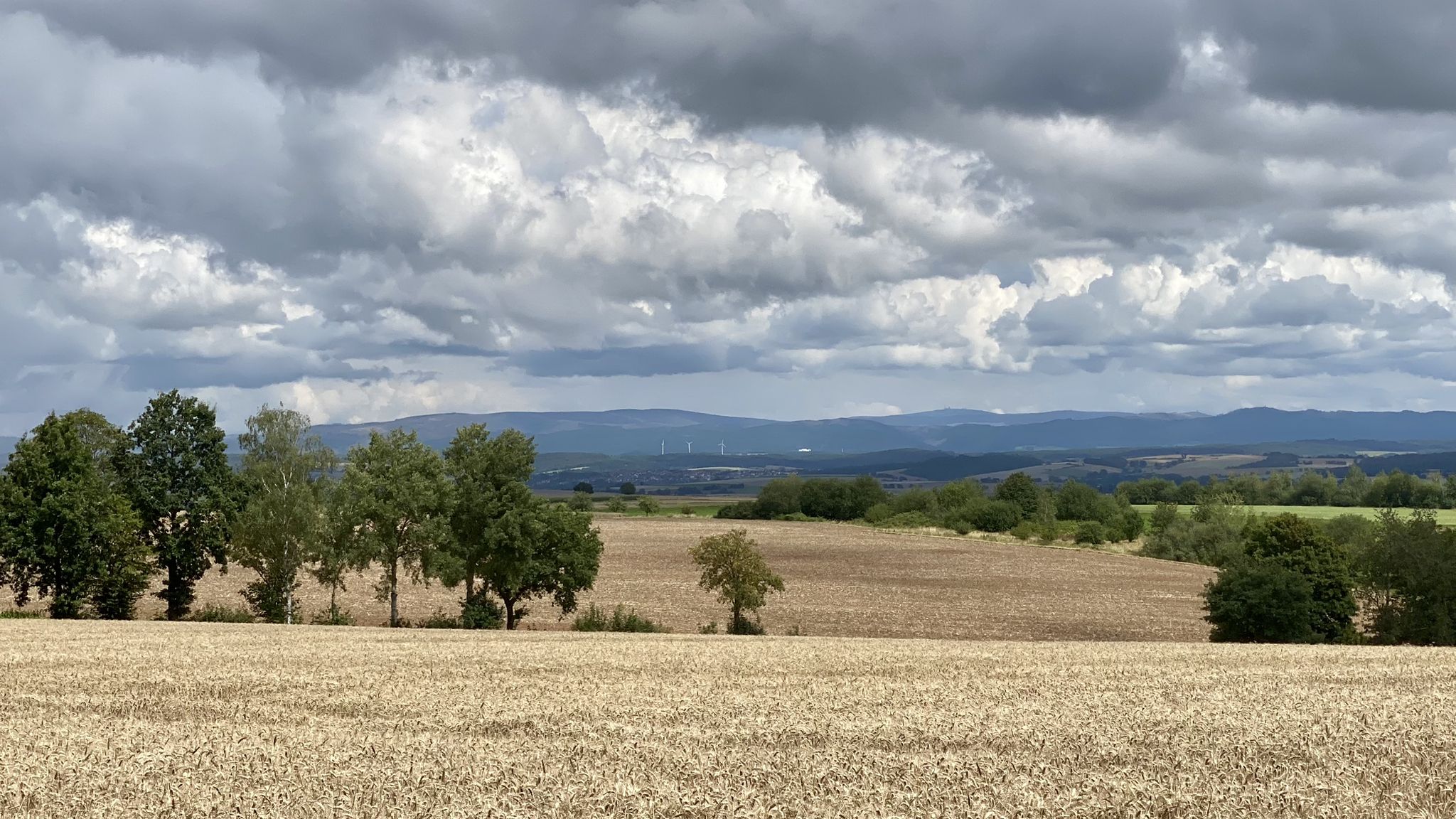 Harzblick