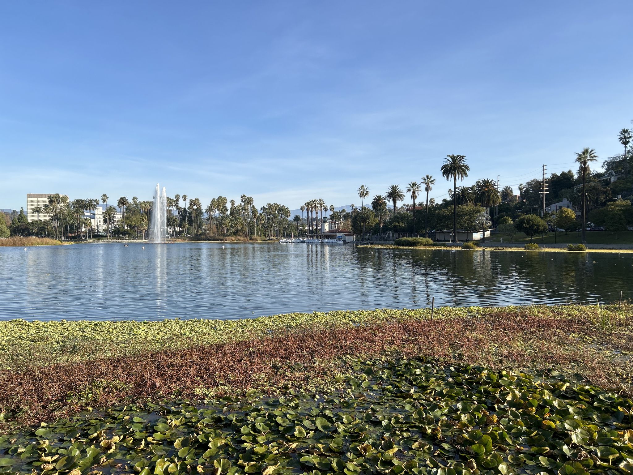 Wide view of a lake with a fountain, palm trees, and lush foliage. - Echo Park Lake Loop