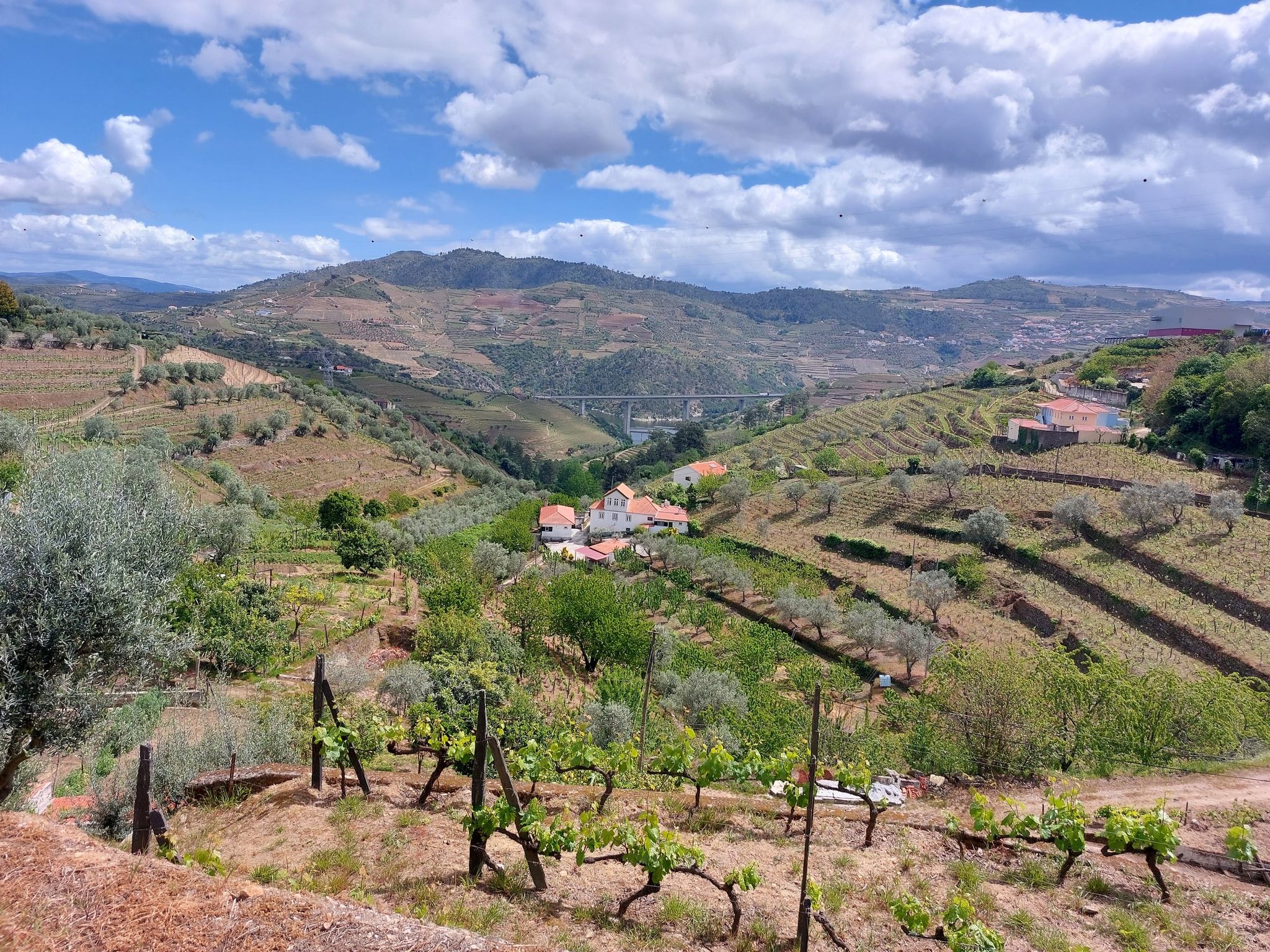 Eerste druiven el den van de Boven-Duero
