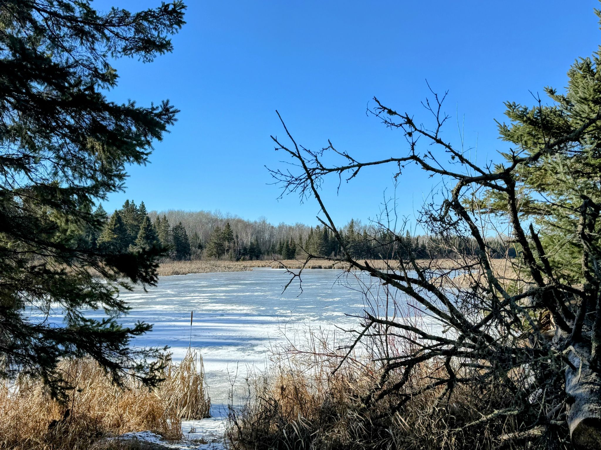 Bright, sunny view of a partially frozen lake surrounded by trees and reeds. - Rolling Hills Trail