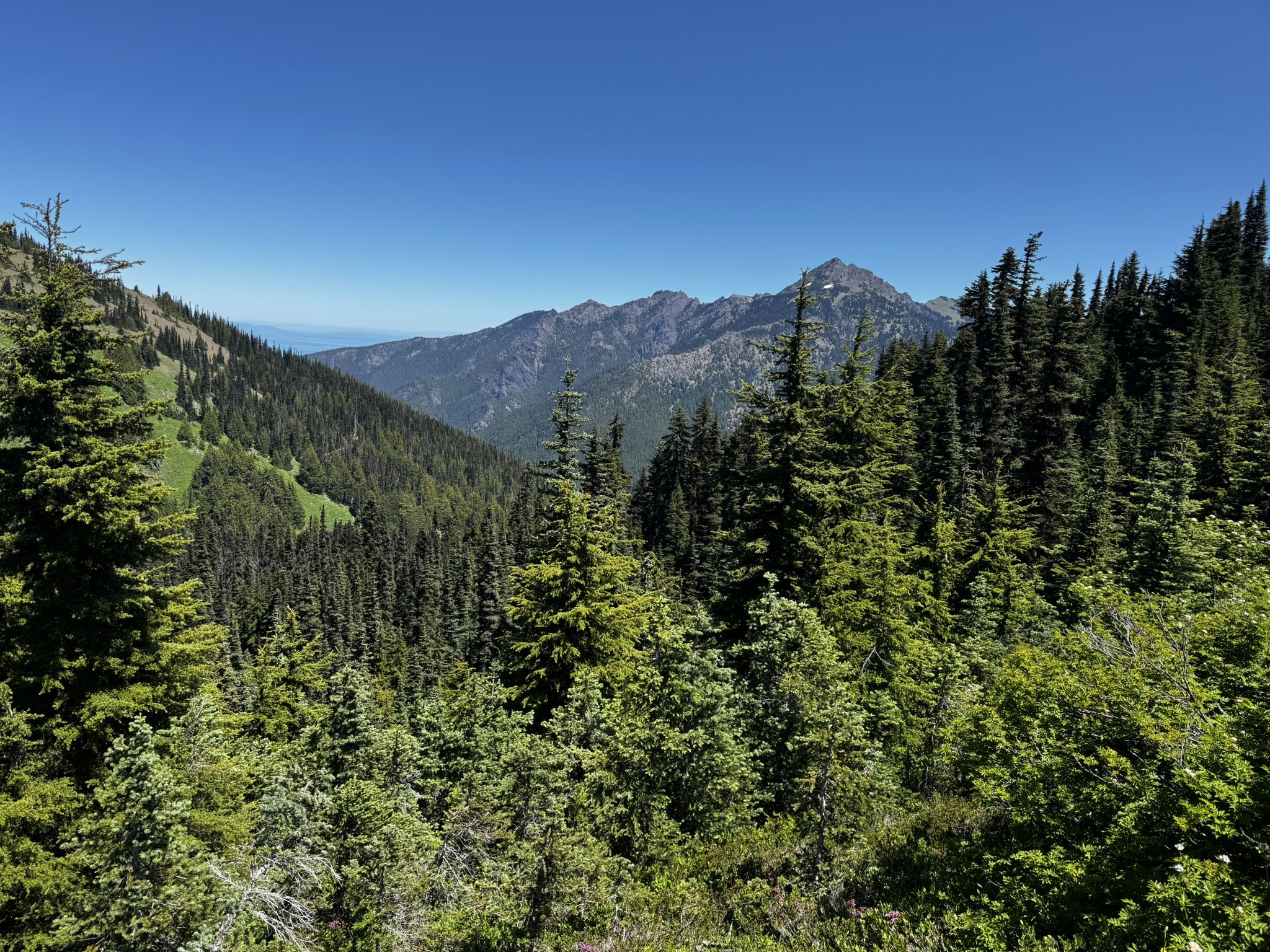 Expansive view of forested mountains and a valley under a clear, bright blue sky. - Little River Trail