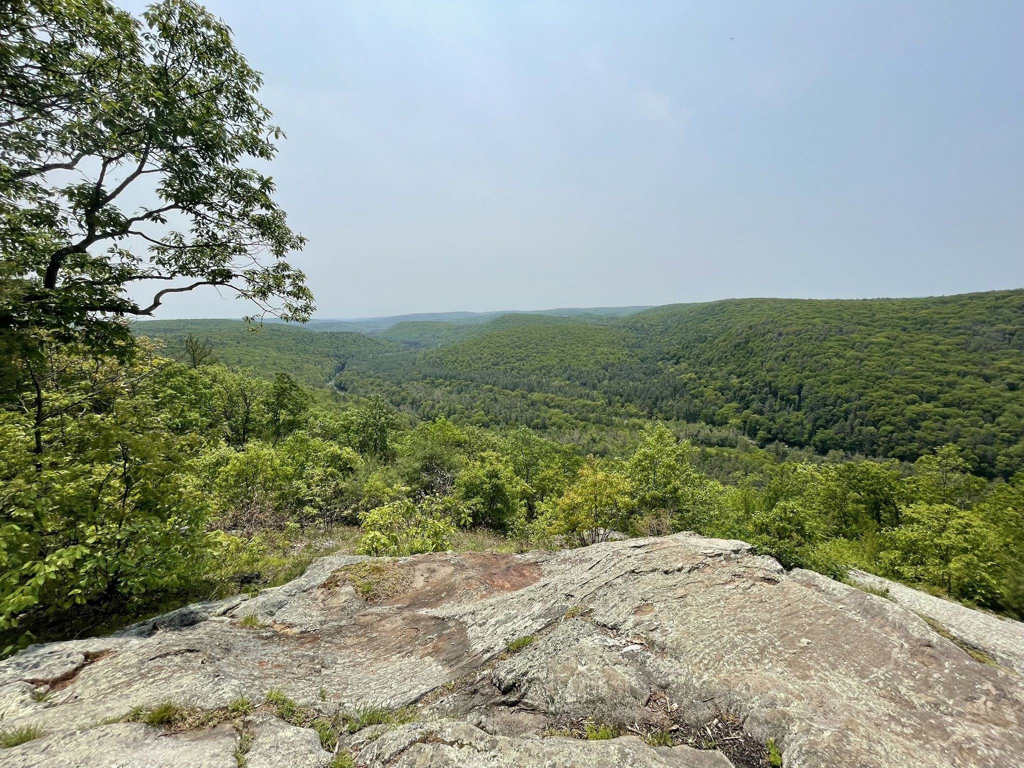 Bright view of a vast green forest valley from a rocky cliff edge. - Jessie Gerard Trail