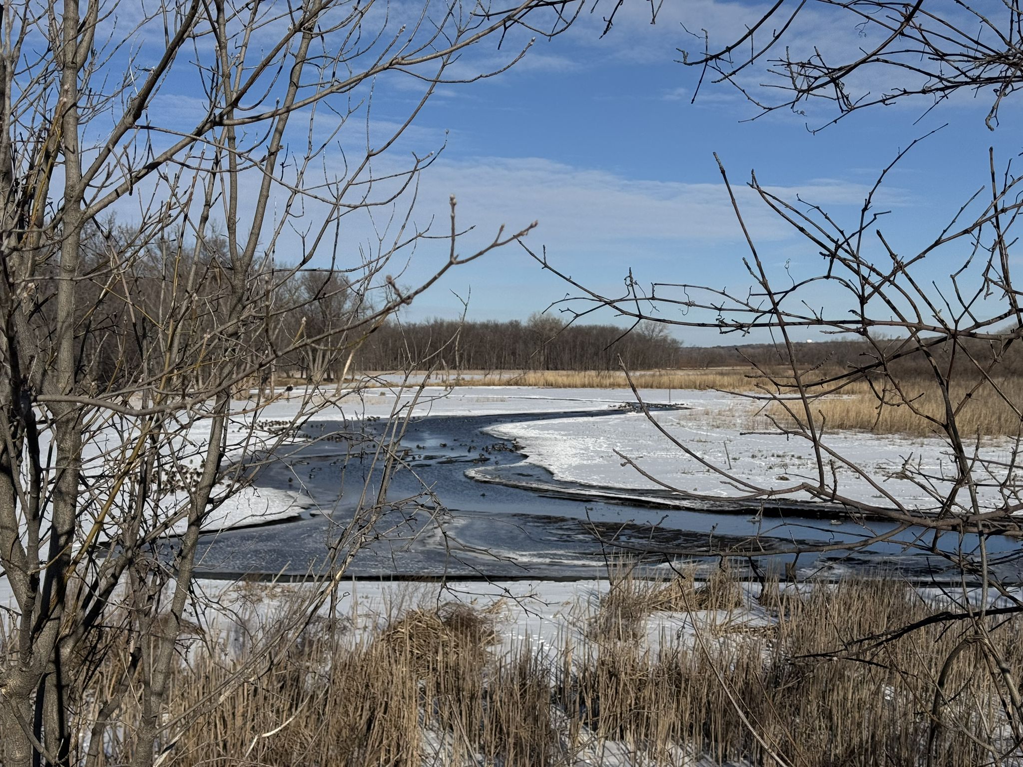 A partially frozen river winds through a snowy, reedy landscape under blue sky. - Black Dog Lake loop