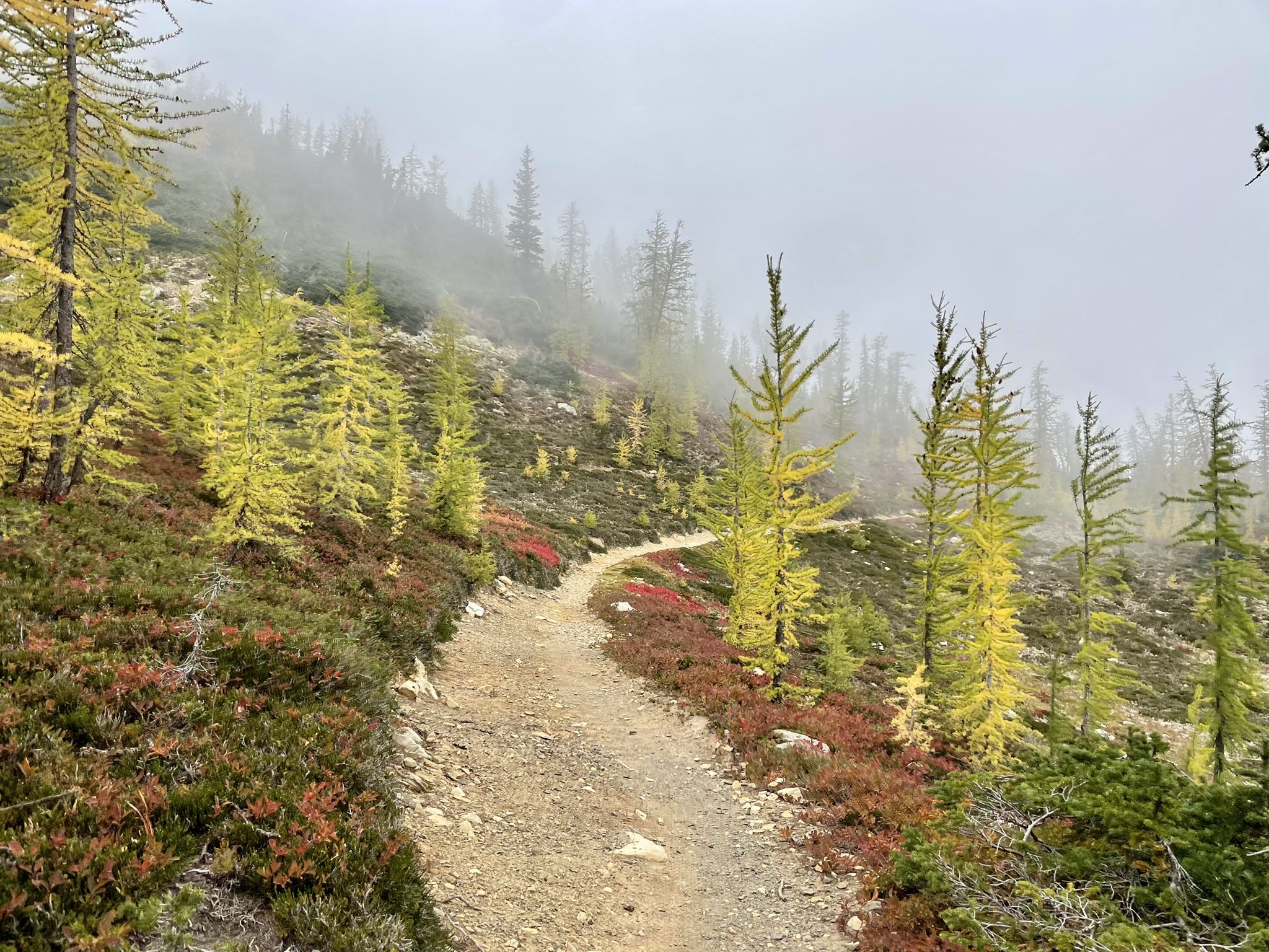 Winding dirt trail through yellow larches and red bushes on a foggy day. - Grasshopper Pass via the PCT