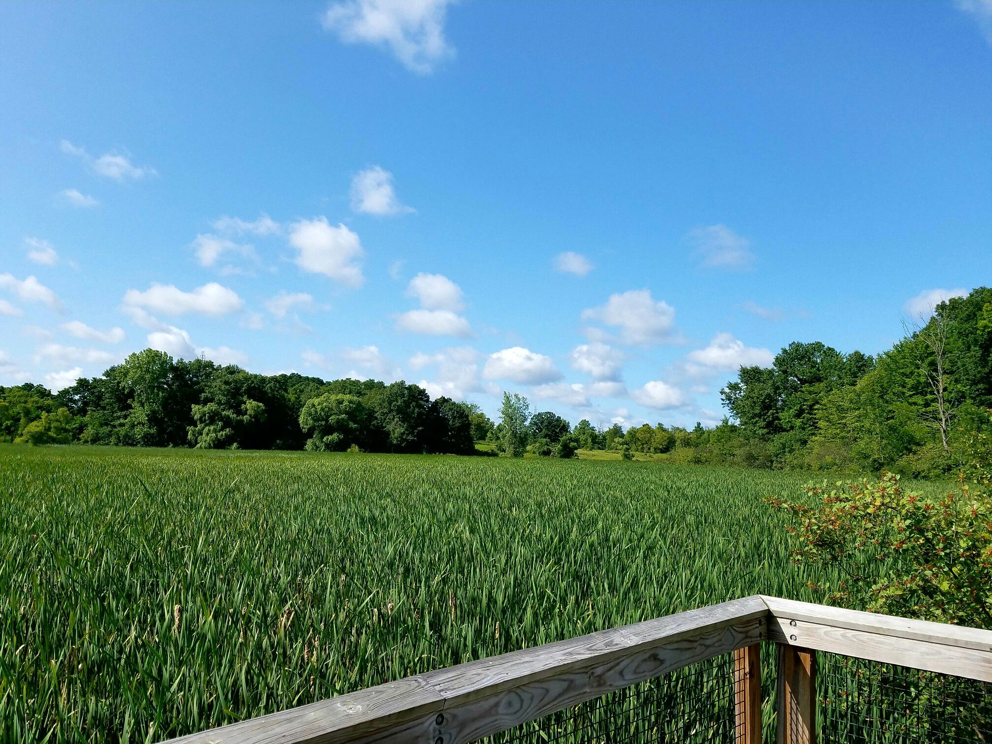 A vast field of tall green reeds under a bright blue sky with clouds. - West Maple Road – Commerce Township Bridge loop from Walled Lake Western High School