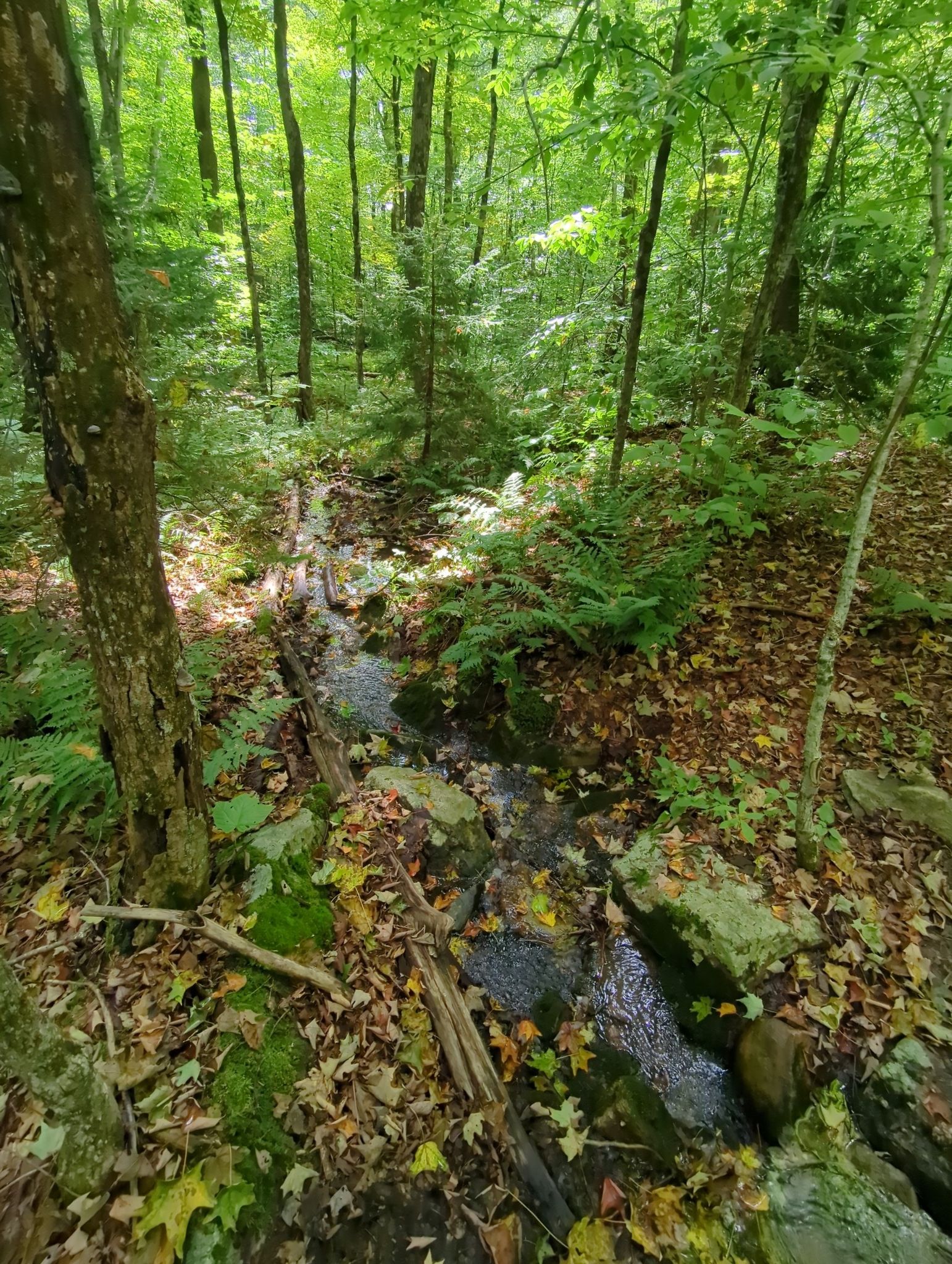Sunlight dapples a small stream flowing over rocks and leaves in a green forest. - Harmon Hill via the Appalachian Trail