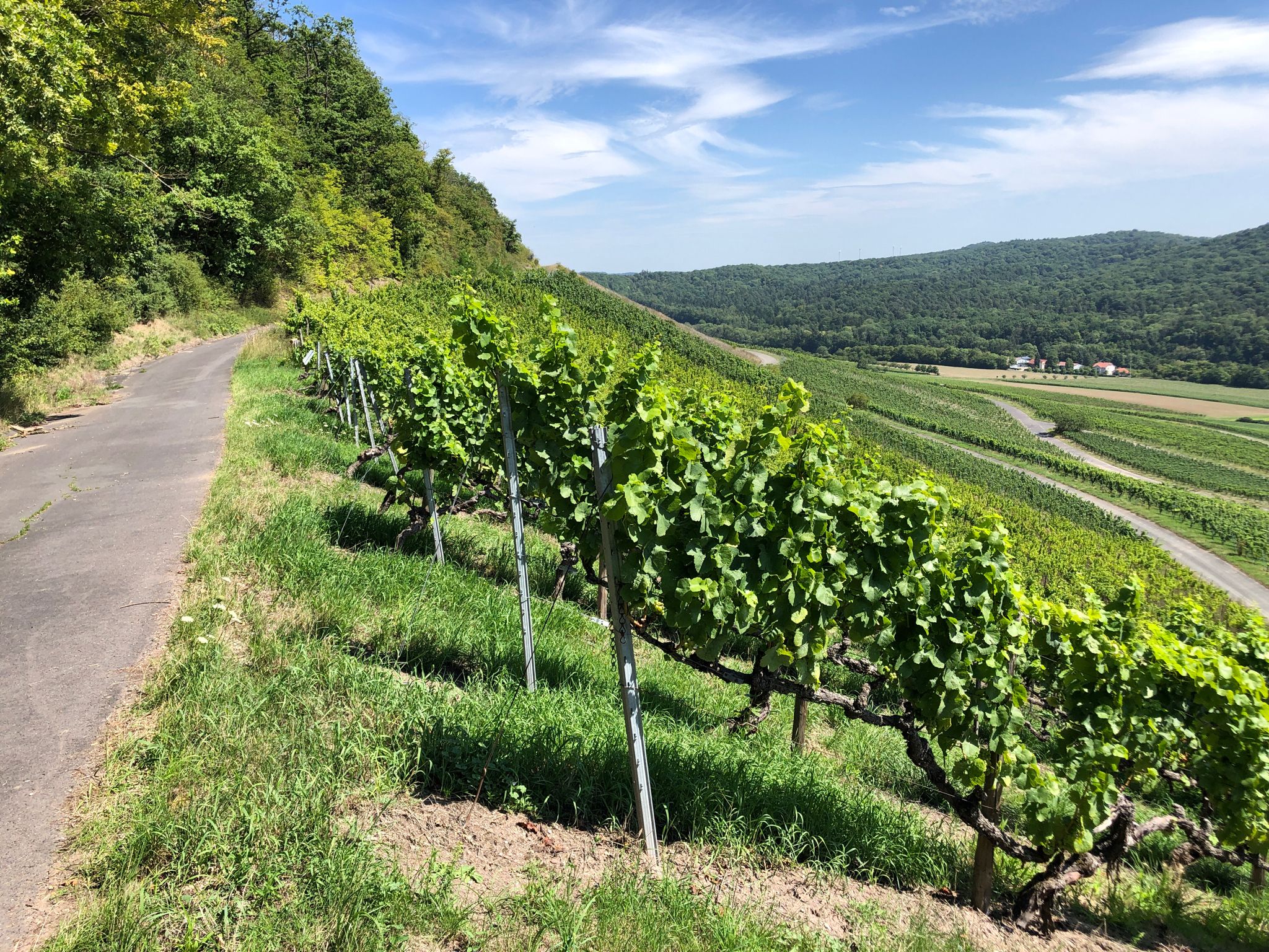 Unterwegs oberhalb der Weinberge