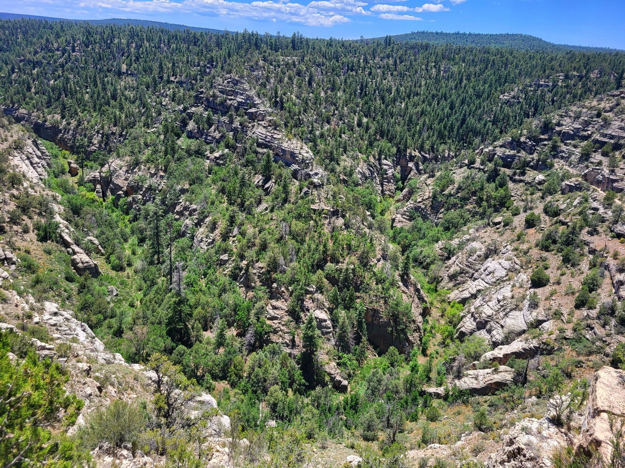 A lush green canyon with dense trees and rocky slopes under a bright sky. - Rim Trail