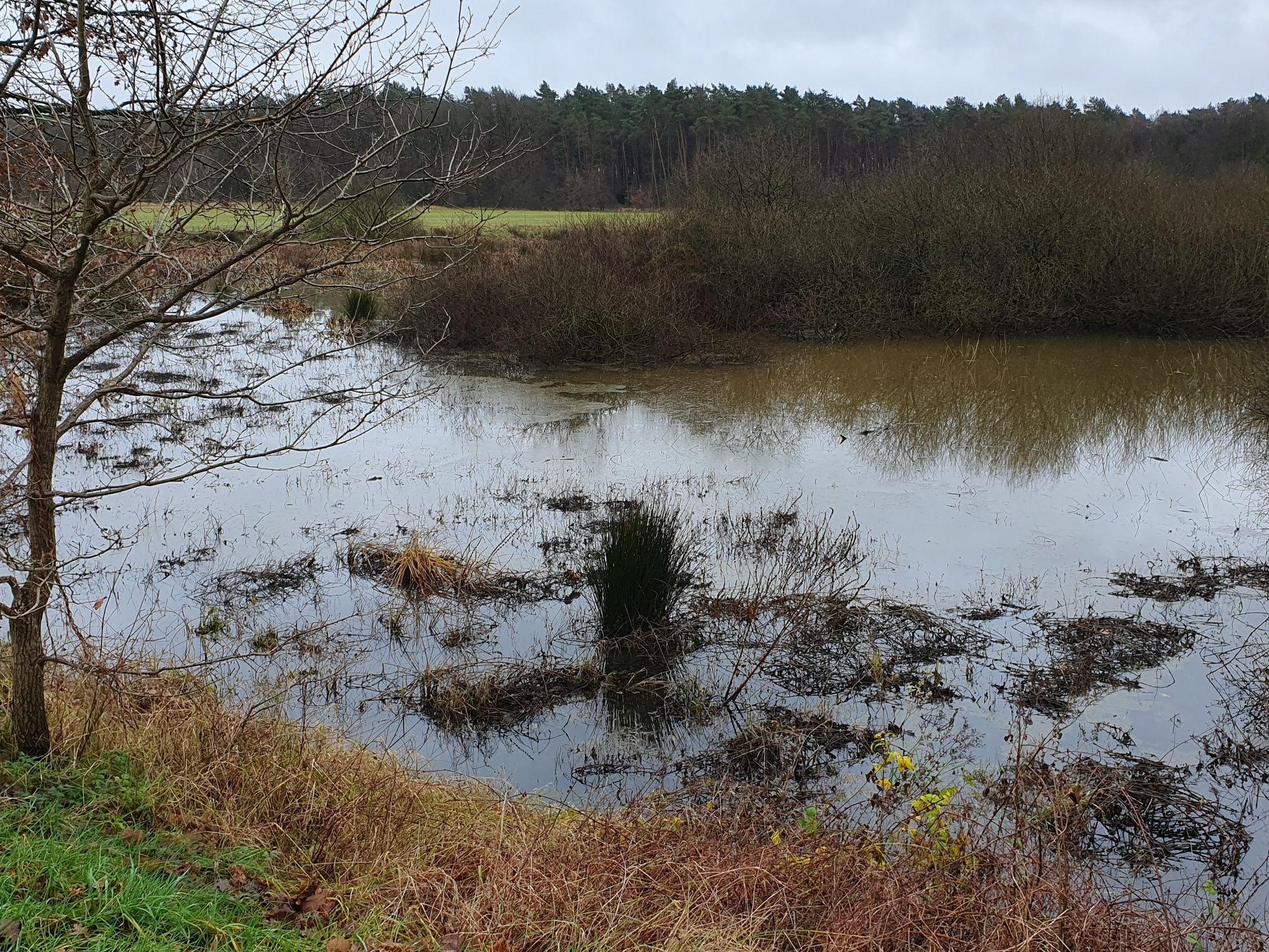 Beeindruckende Sumpffläche in Wachendorf.