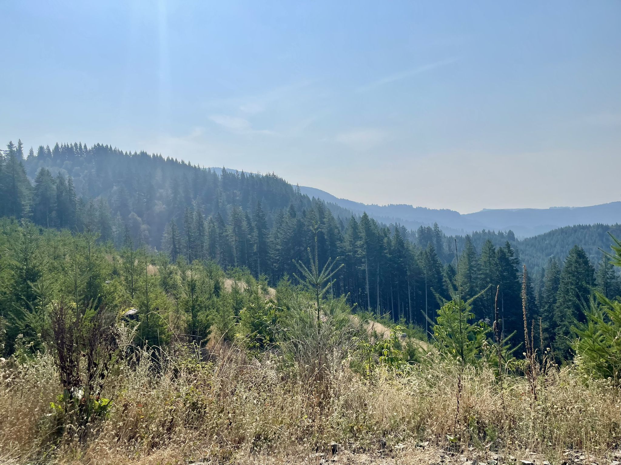 Sunny view of forested hills with young trees and dry grass. - Corvallis to the Sea Trail