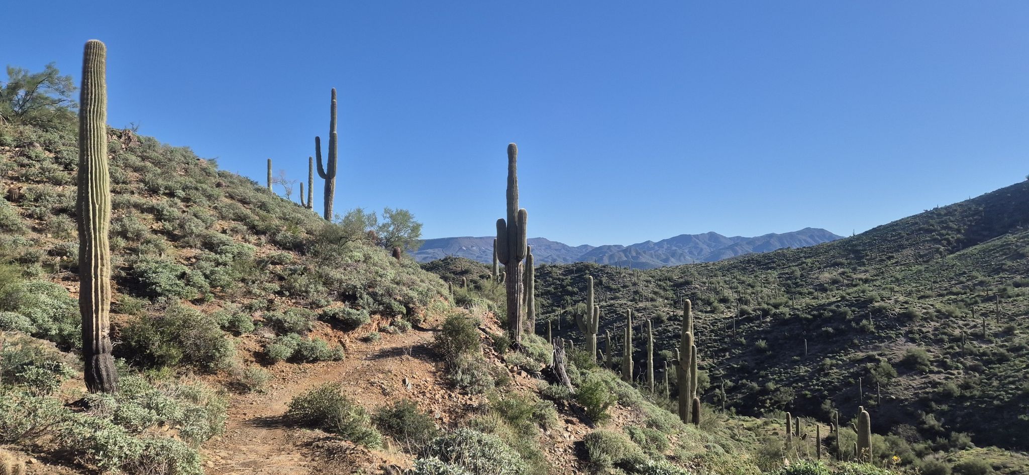 Desert hillside with many saguaro cacti and distant mountains under a clear sky. - Cave Creek Cactus Classic Race loop