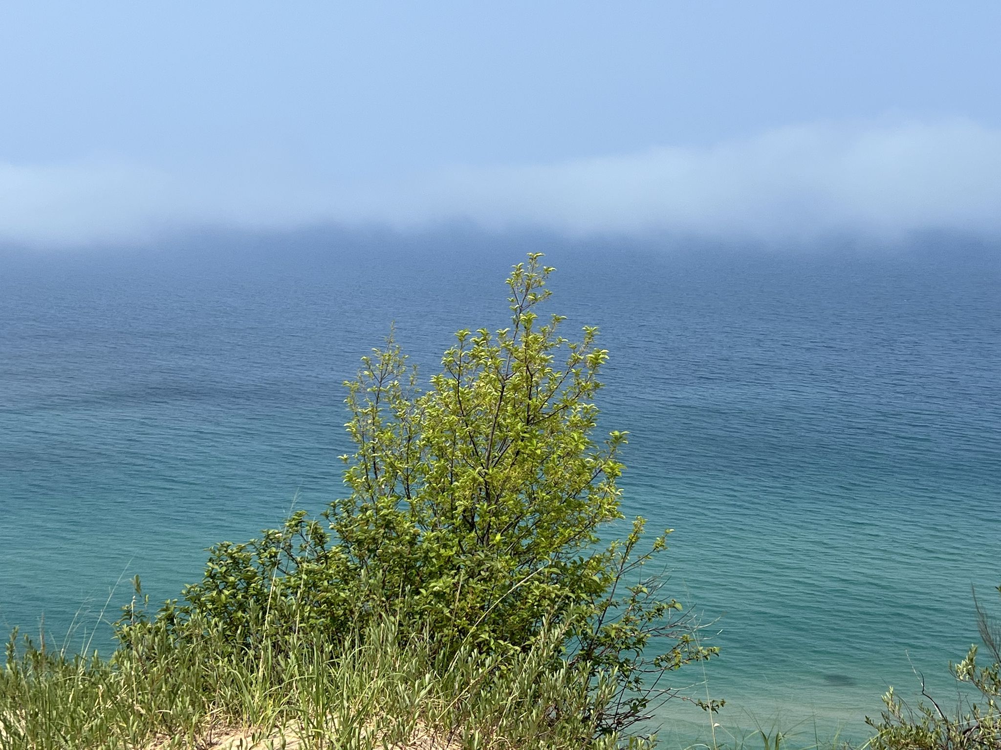 Green shrub on a dune overlooking blue-green water with a hazy horizon. - Baldy Trail Loop