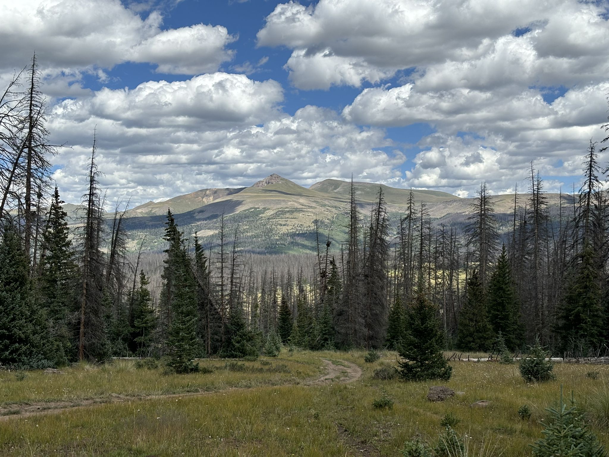 Grassy clearing with tall trees, distant mountain under cloudy sky. - Colorado Trail: Segment 22