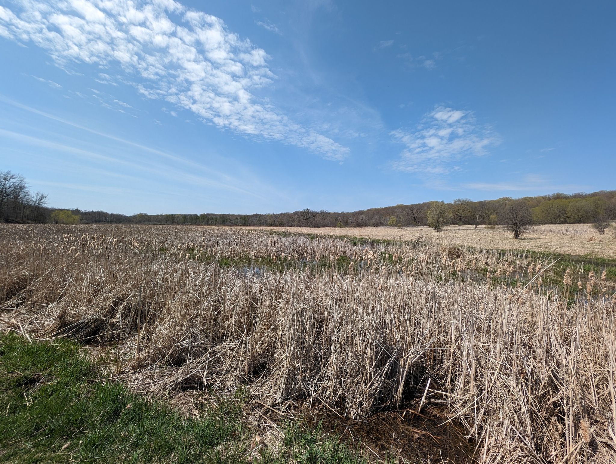 Vast field of tall, dry reeds under a bright blue sky. - Spring Lake Regional Trail