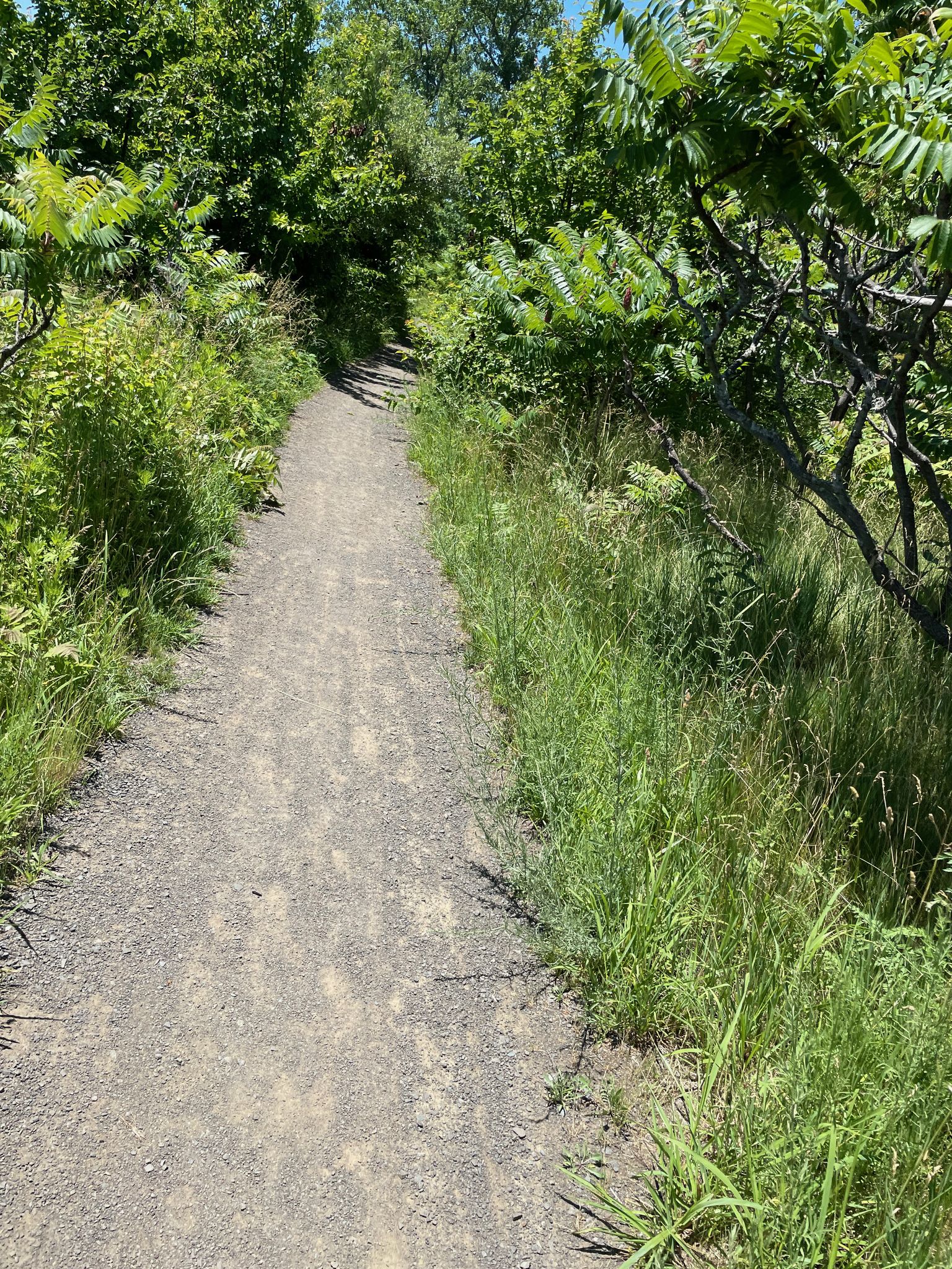 Narrow dirt path winding through lush green foliage on a sunny day. - Downtown New Haven and Long Wharf Loop