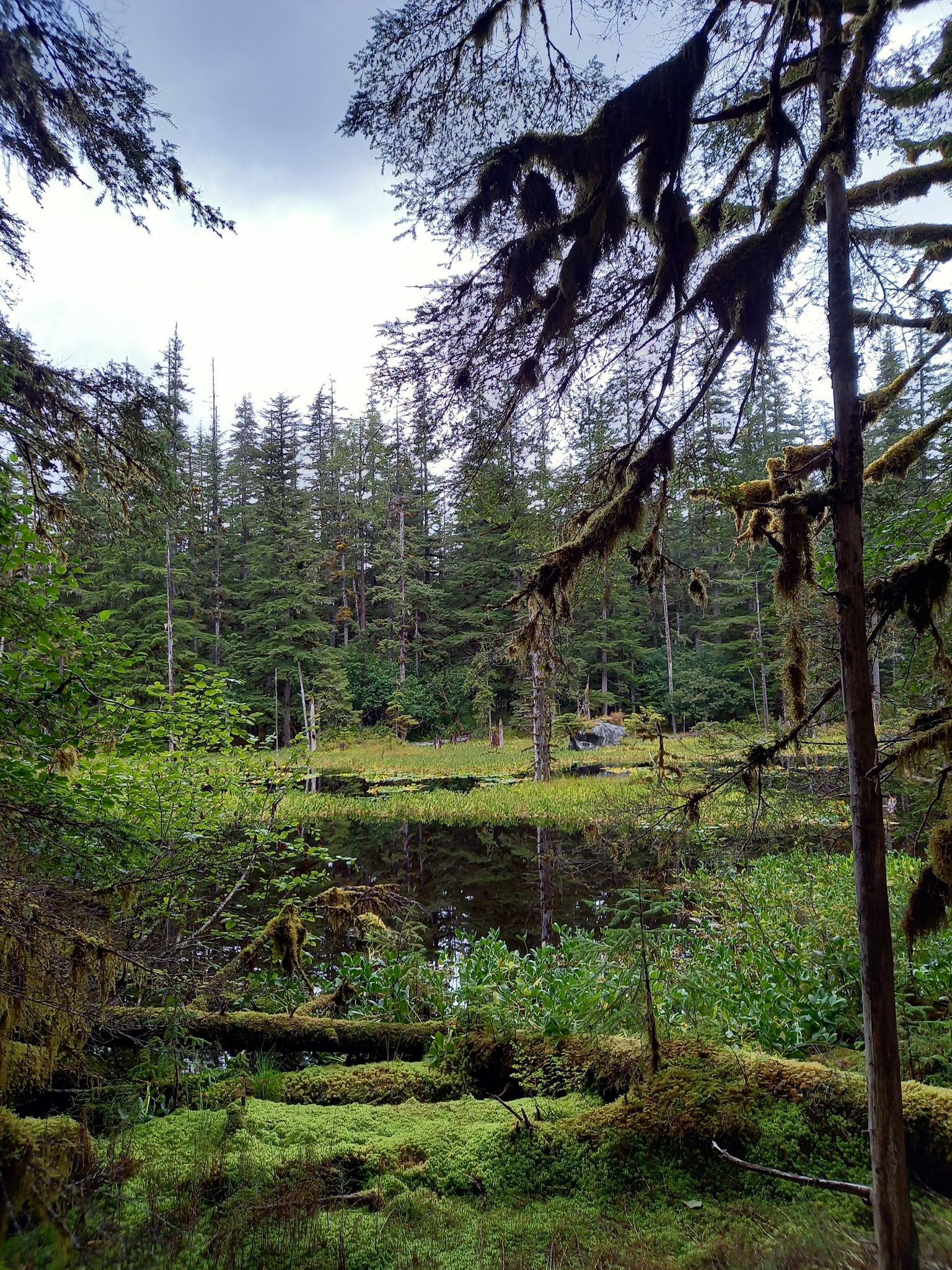 Mossy forest with a still pond reflecting trees under an overcast sky. - Forest Loop Trail