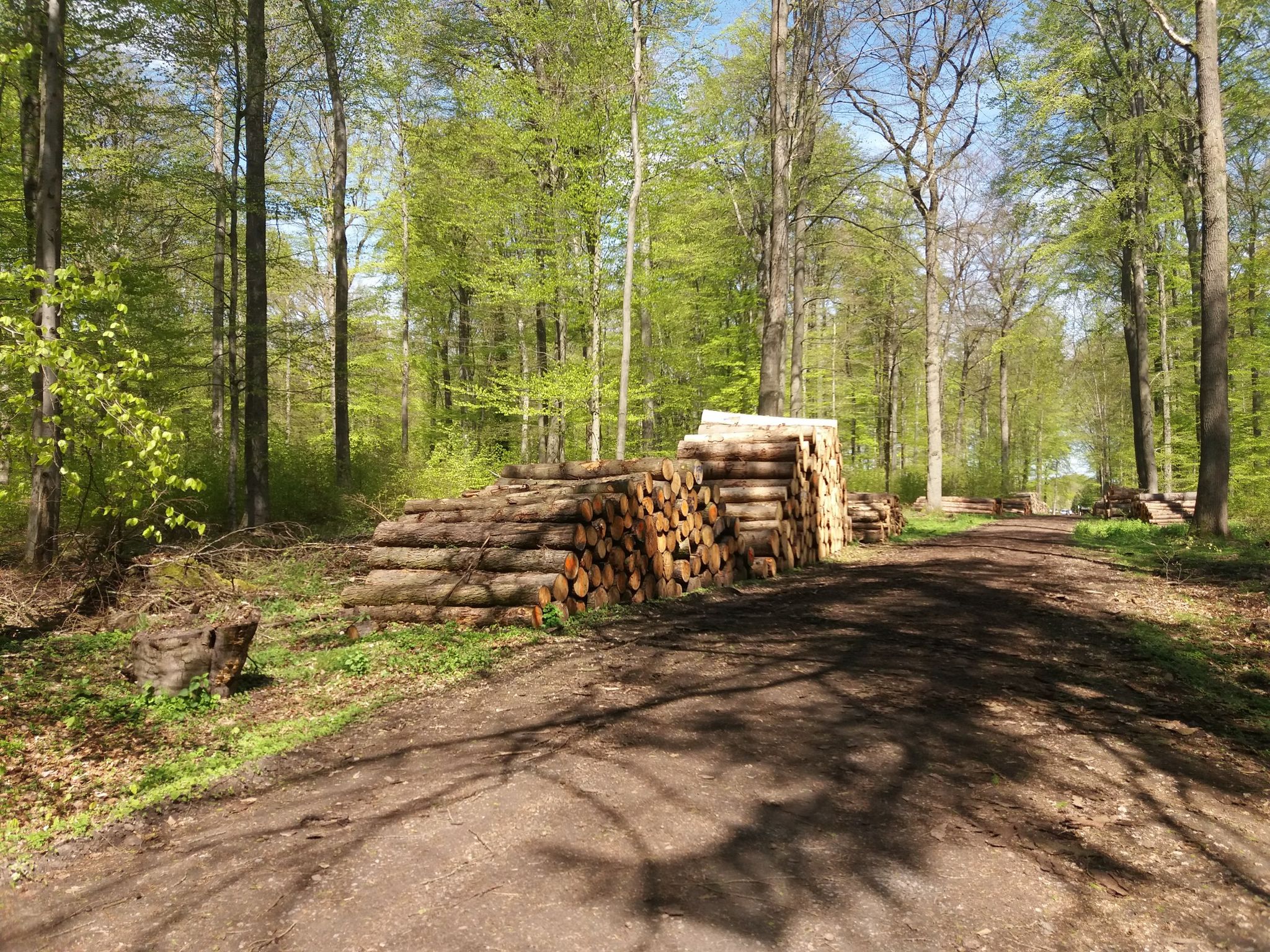 Viel Holz