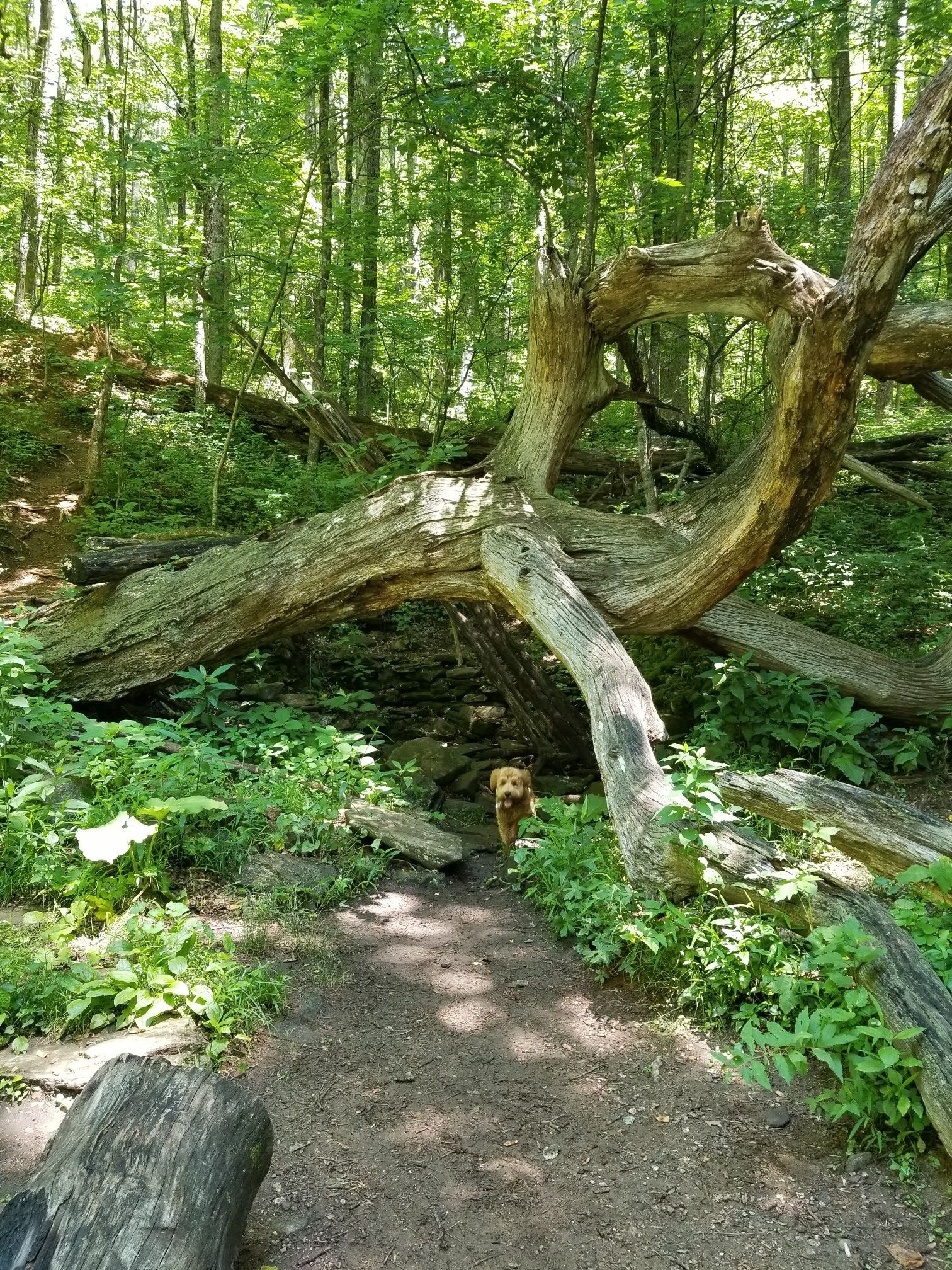 A golden dog on a forest path under a large fallen, gnarled tree. - Rattlesnake Lodge Ruins – Rattlesnake Lodge Spring House loop from Bull Gap