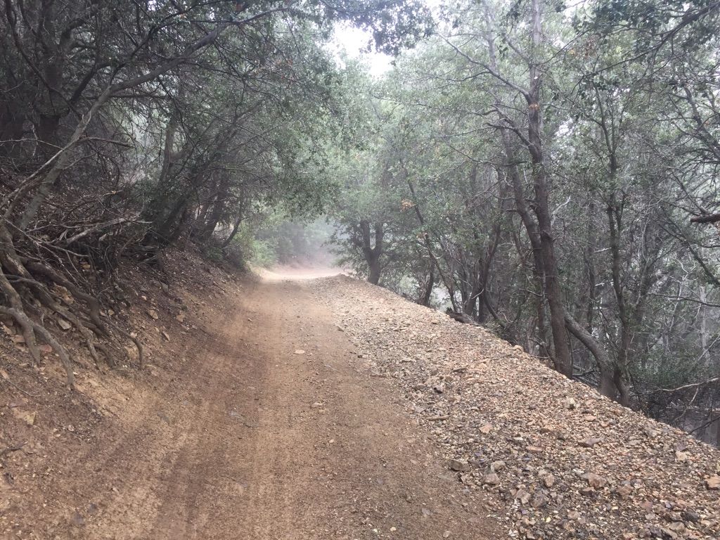 Dirt road through a misty forest with tall trees and low visibility. - Santiago & Modjeska Peak loop