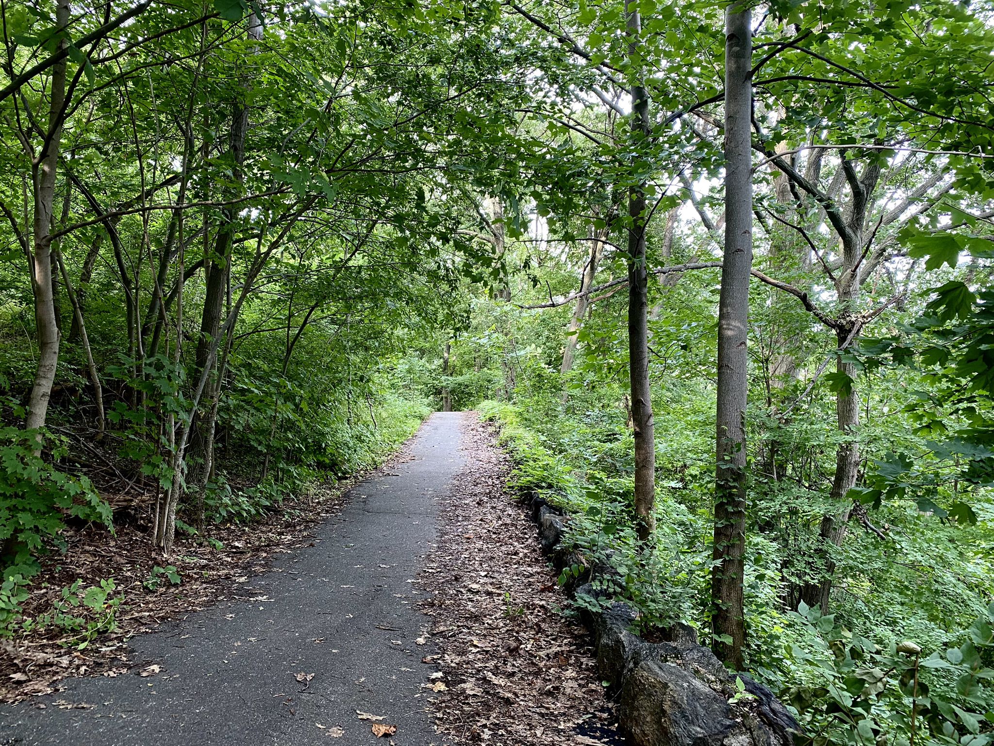 Paved path winding through a lush green forest on an overcast day. - Inwood Hill Park Orange Trail