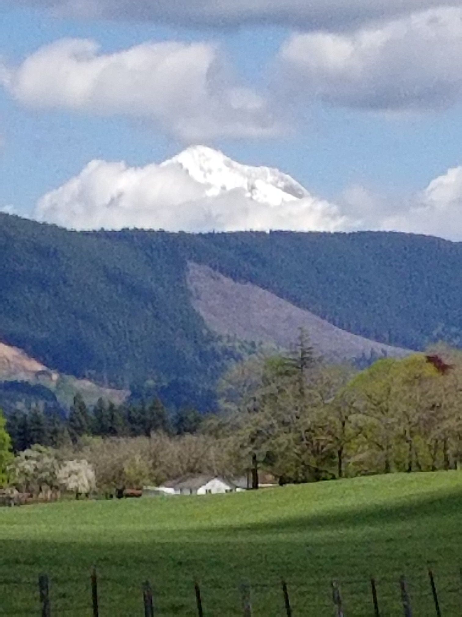 Snow-capped mountain peak rises above forested hills and a green field. - Lolo Pass Trailhead loop from Gresham City Hall