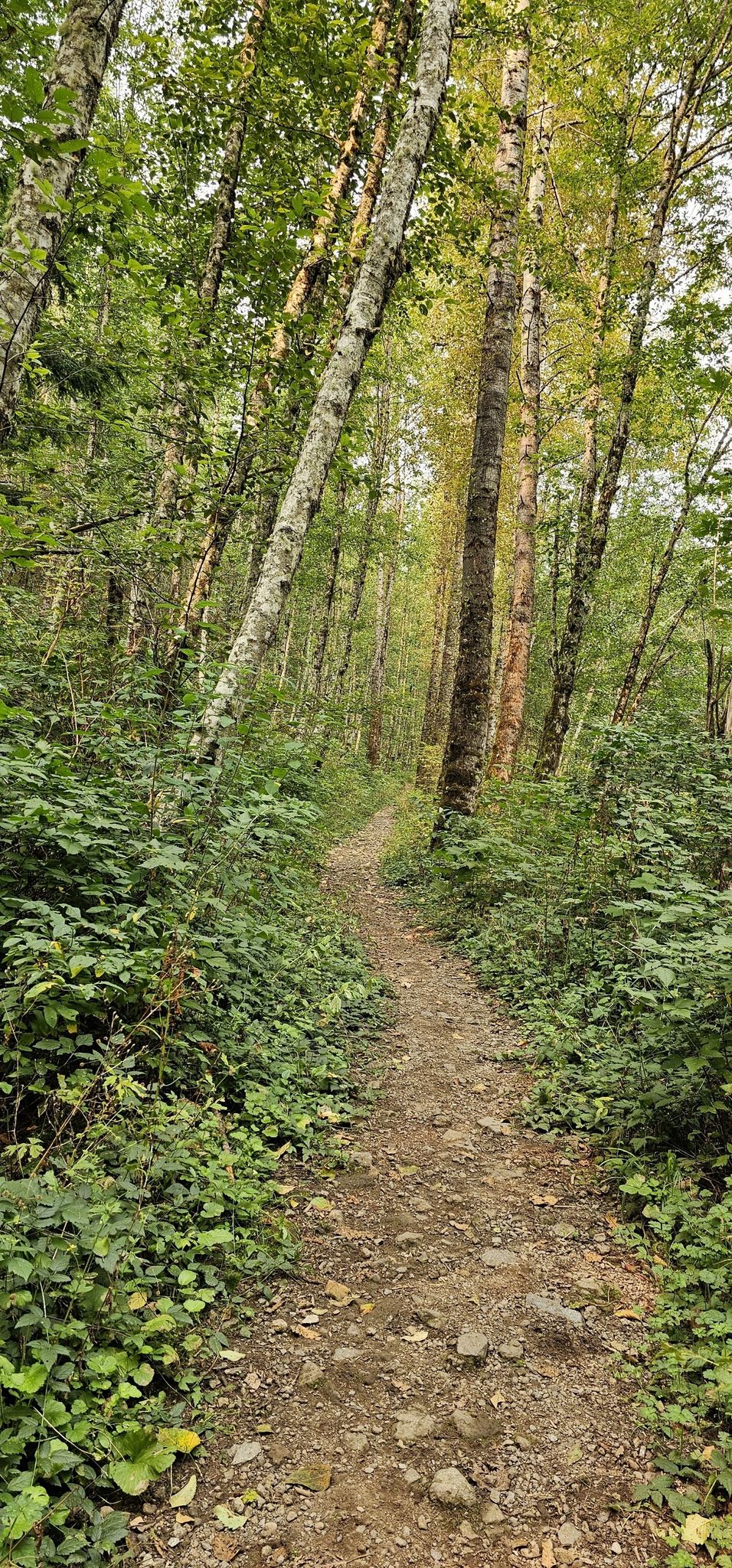 A winding dirt path through a dense, sun-dappled forest with tall trees. - Grand Prospect via Rattlesnake Mountain Trail