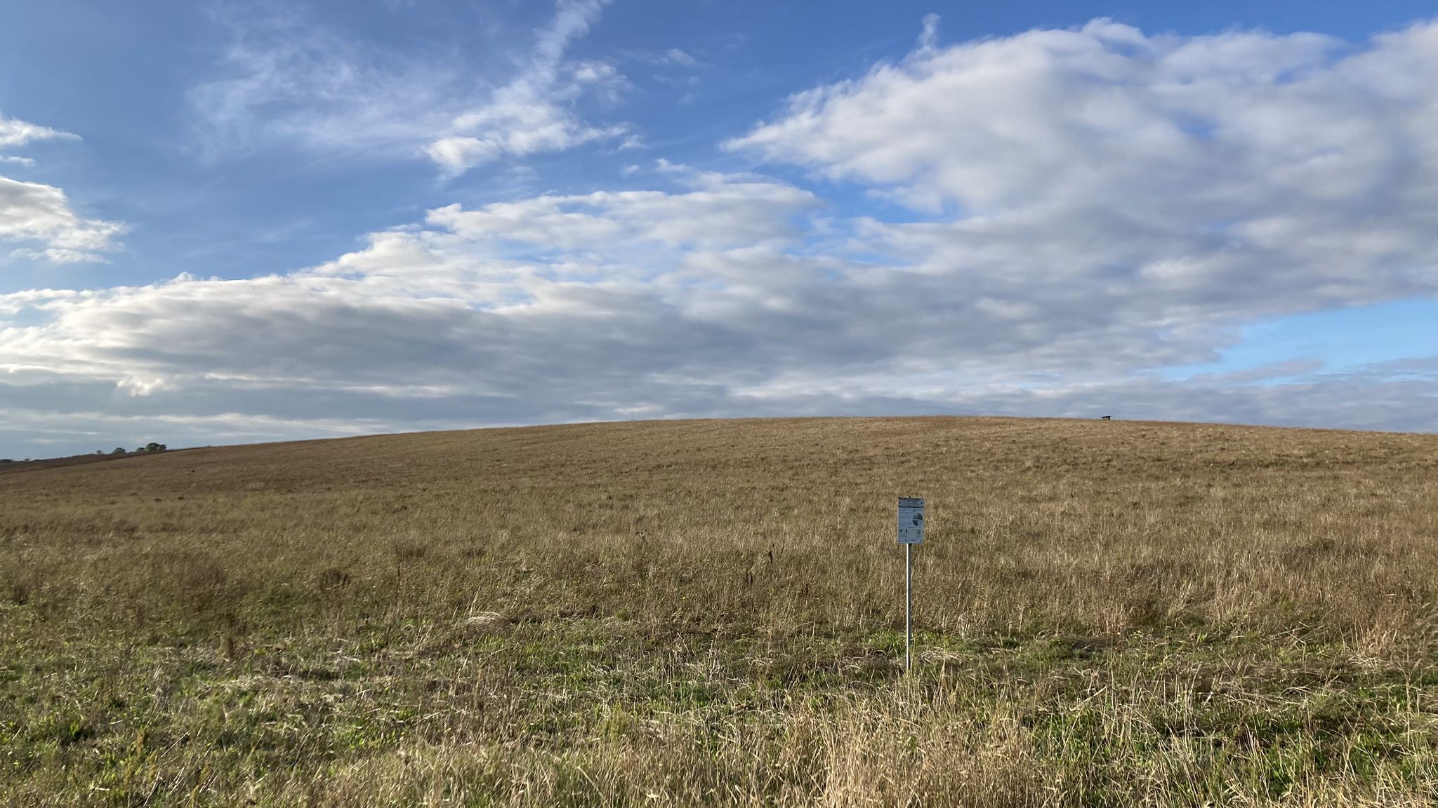 Thüringen: Thüringer Becken: Großbrembach: Brembacher Weinberge: Projekt Pilotflächen zum Insekten- und Ackerwildkrautschutz