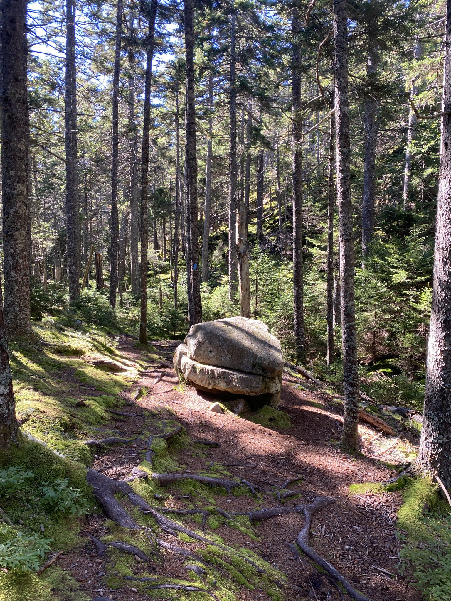 Forest path with a large boulder, dappled sunlight filtering through trees. - Bernard Mountain Loop Trail