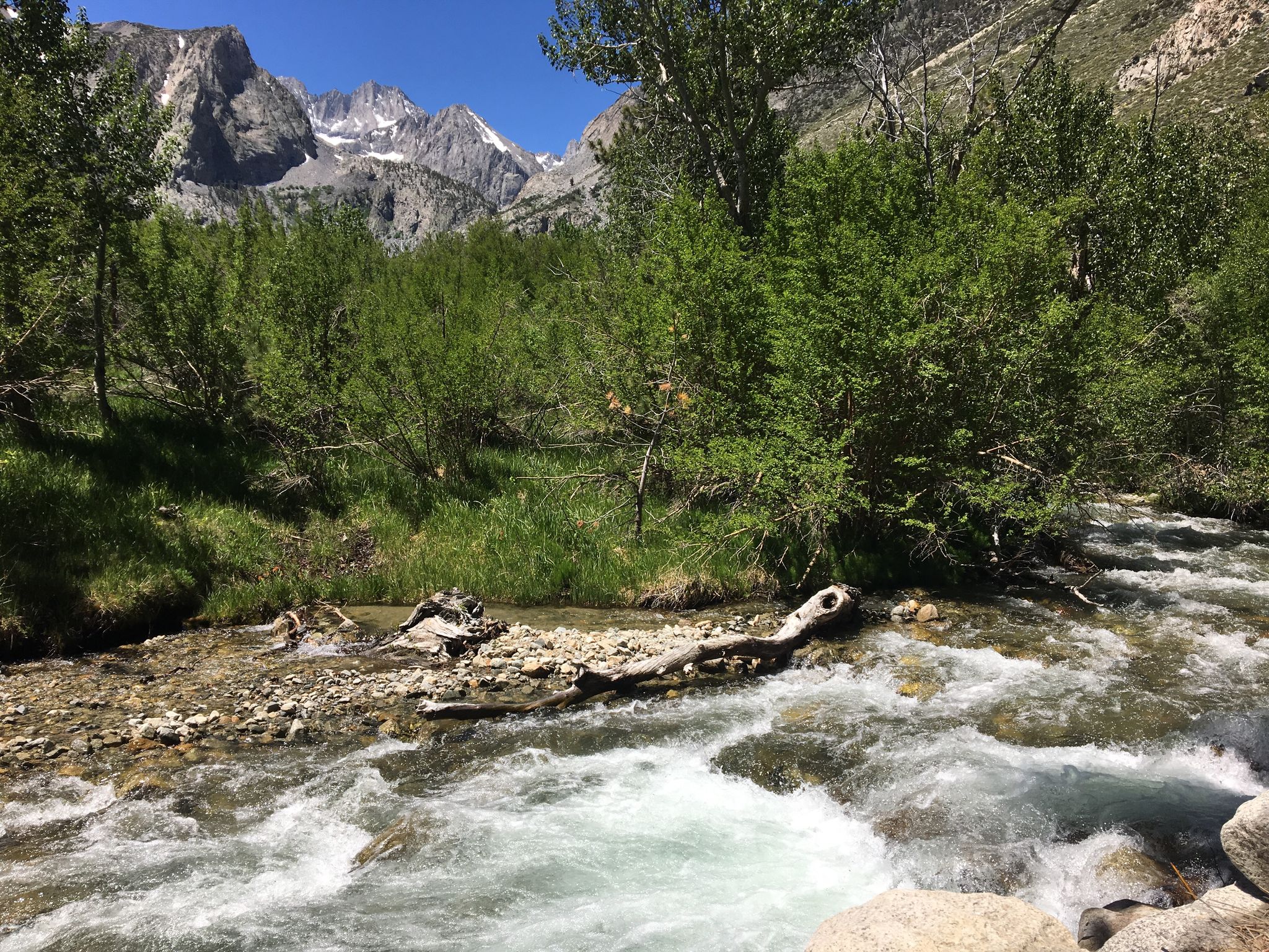 Fast-flowing river with driftwood, green trees, and distant snowy mountains. - Big Pine Creek Campground and Glacier Lodge Loop Trail