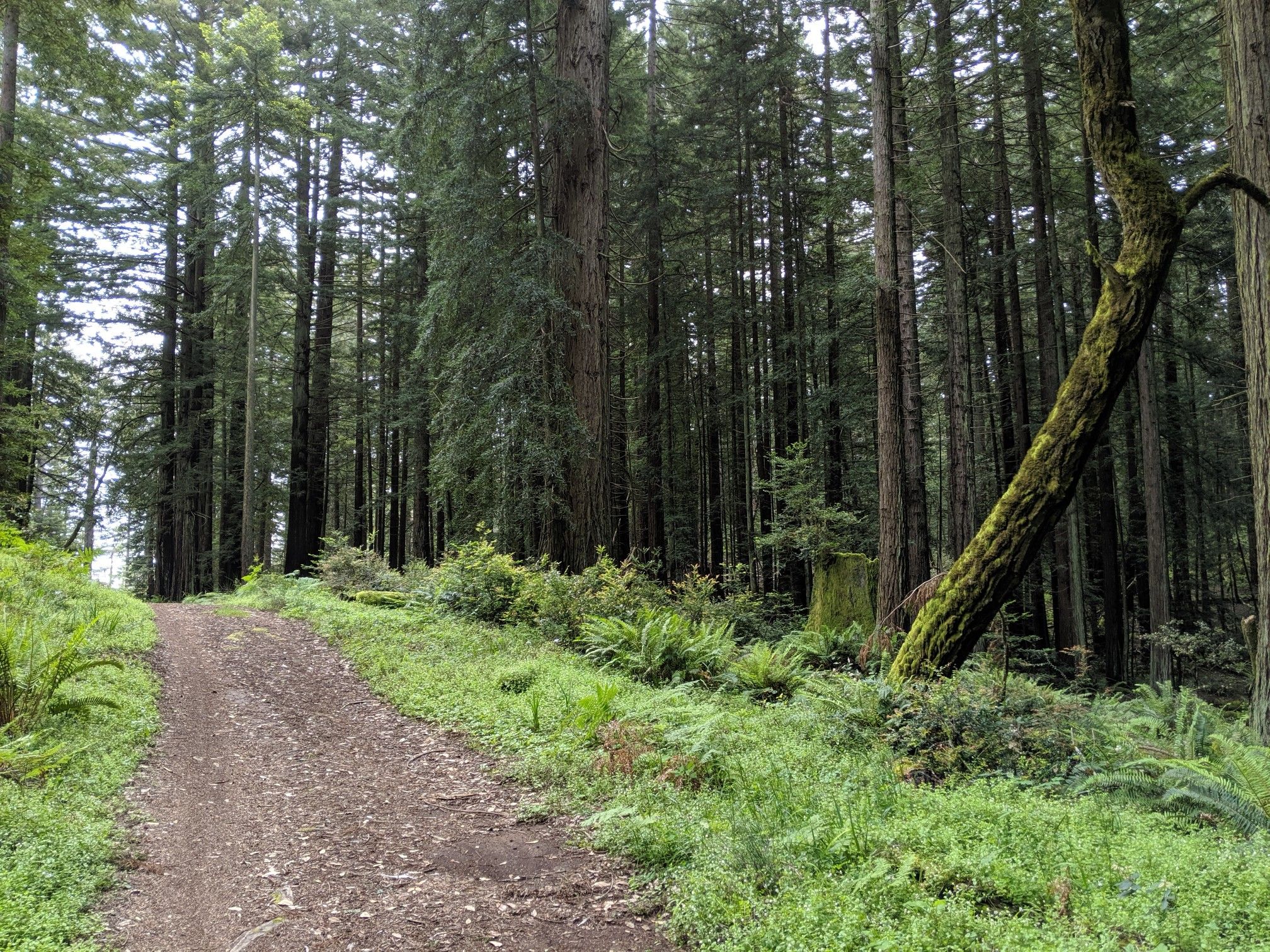 Dirt path winding through a dense, tall forest under diffused light. - Marie Dhority Bridge – Bolinas Ridge Trail loop from Lagunitas