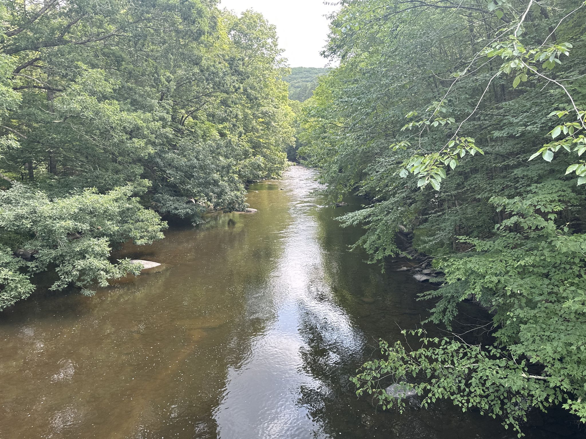 A river flows through a dense green forest on a bright day. - Hidden Valley Preserve loop from Hidden Valley Preserve