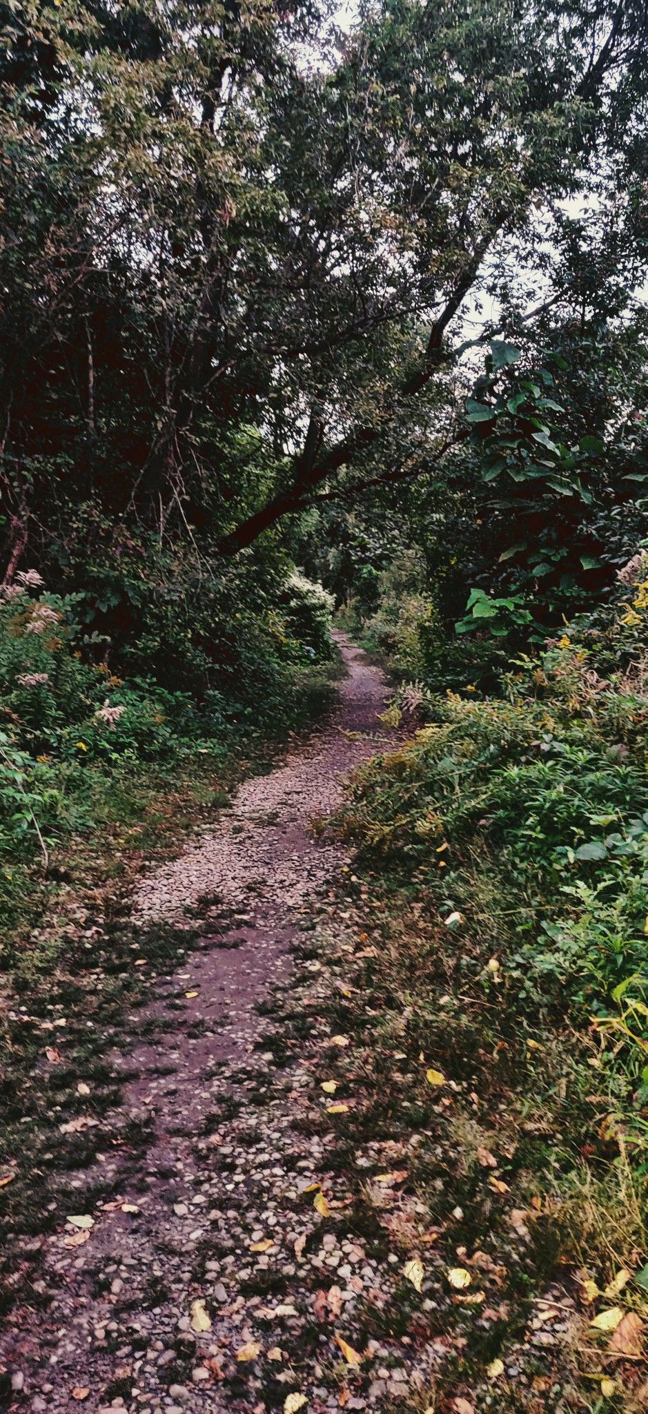 A narrow, leaf-strewn dirt path winds through a dense, green forest. - Harold Parker State Forest loop