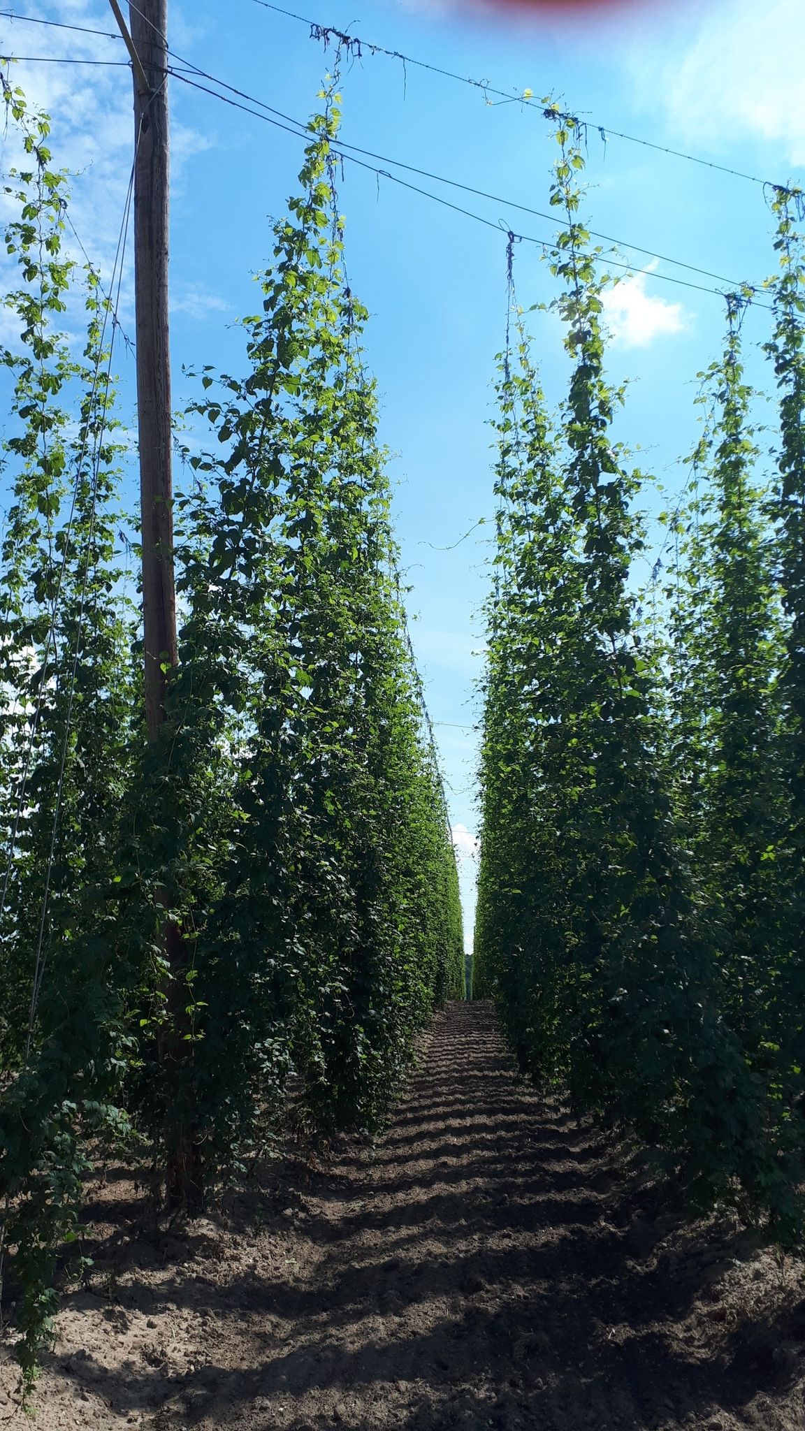 Hopfenland