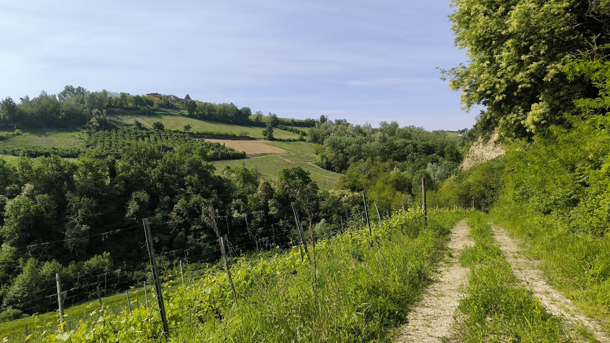 sui solchi verso Castiglione Falletto