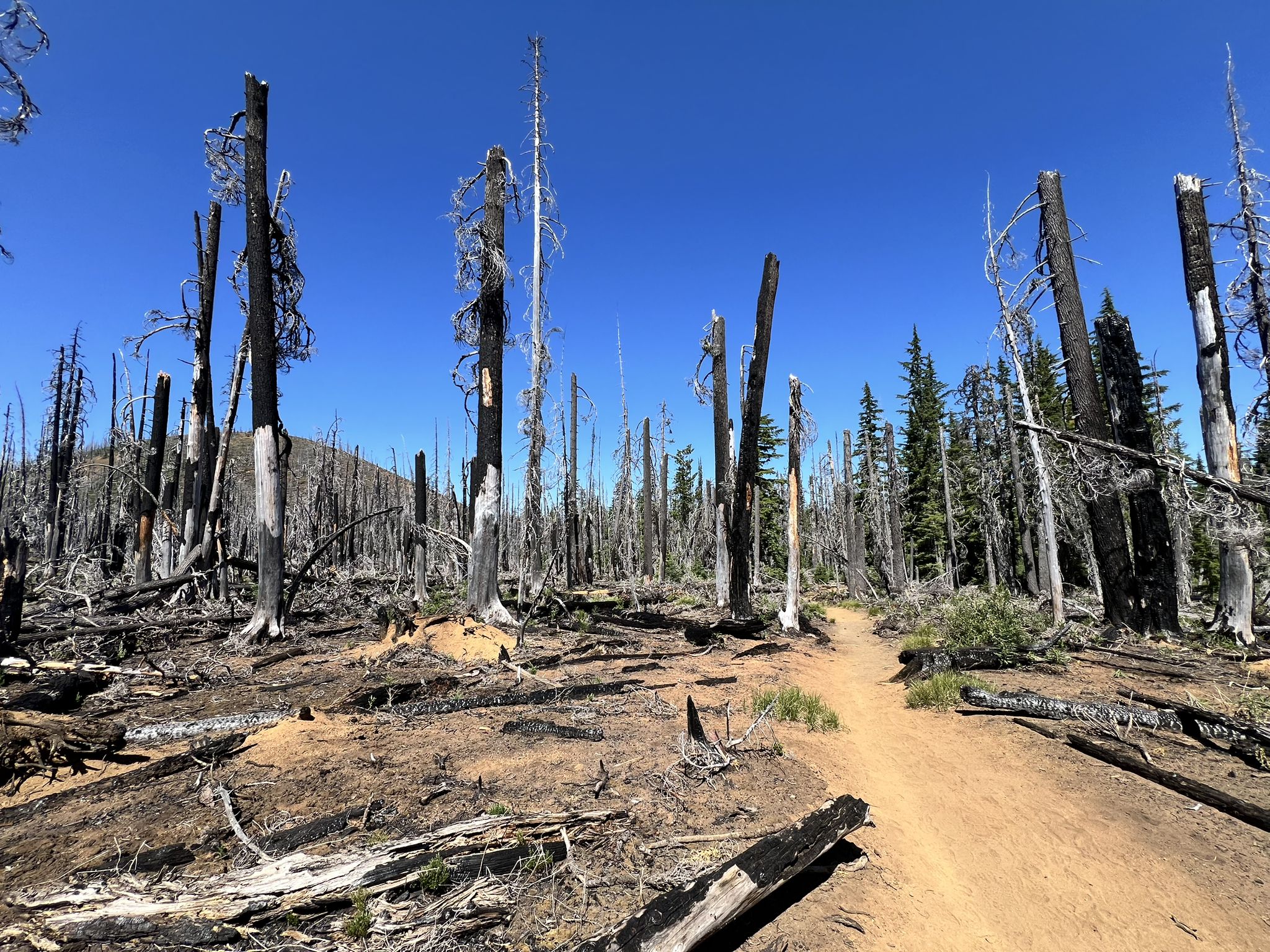 A dirt path winds through a forest of charred, standing tree trunks under a clear sky. - Obsidian Trail loop