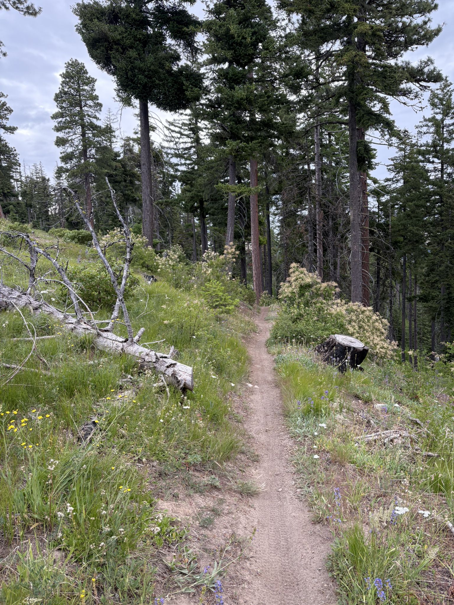 A narrow dirt path winds through a green forest under an overcast sky. - Knebal Springs/Eight Mile loop
