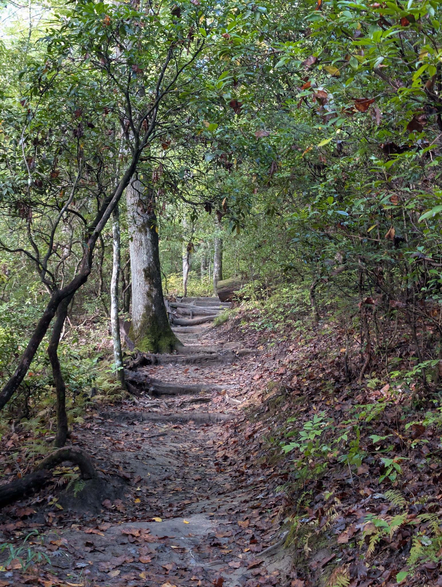 Shaded forest trail winding through dense green foliage and trees. - Whaleback Falls – Grogan Creek Falls loop from Davidson River