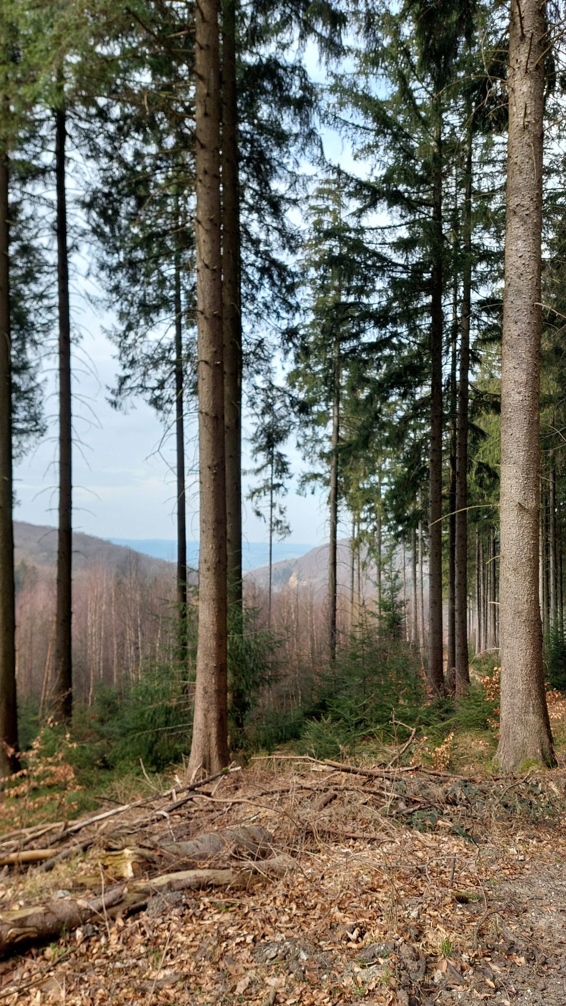 Da ganzen hinten,  ist der Steinbruch