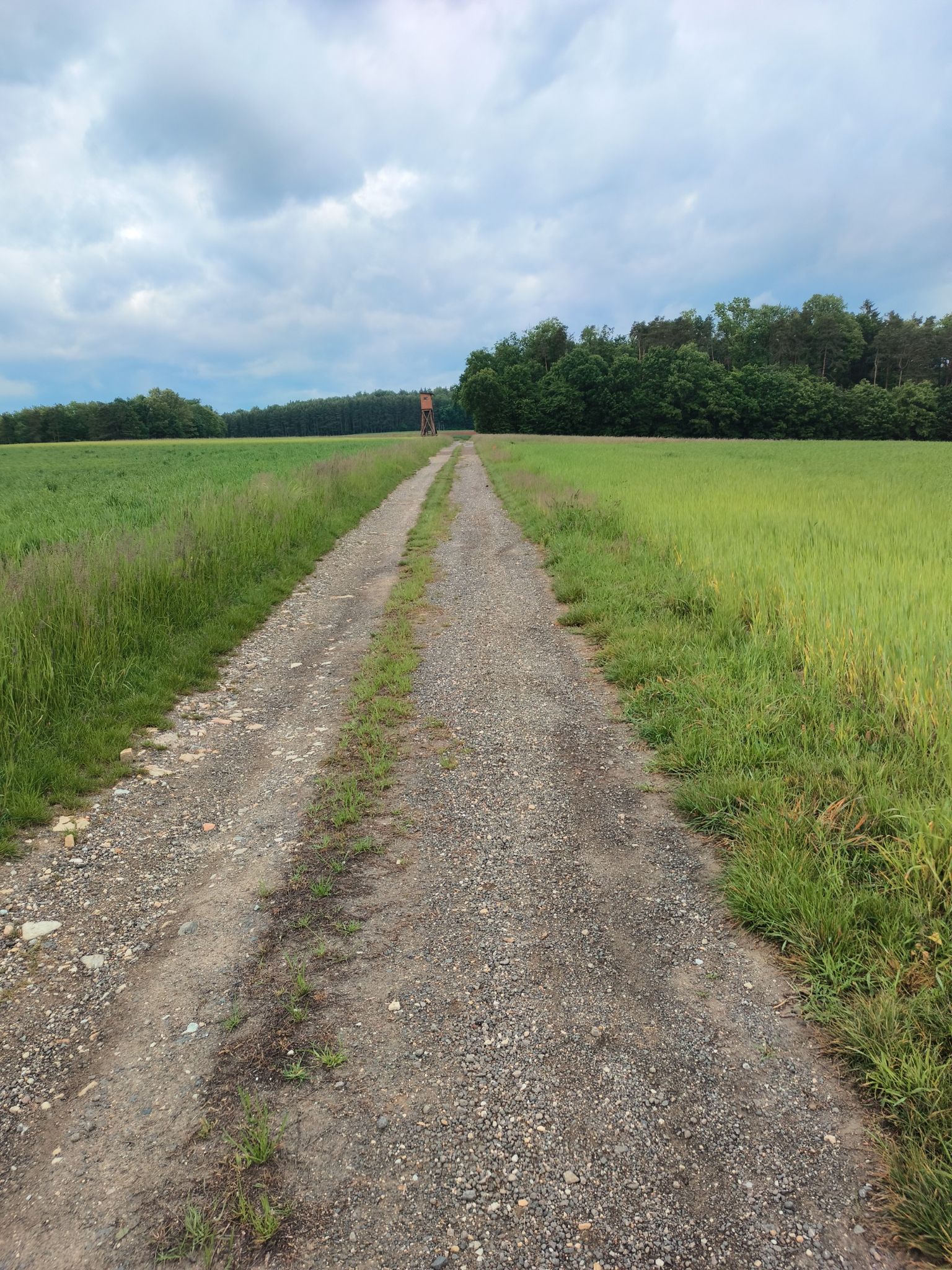Waldstille, kein Zivilisationslärm