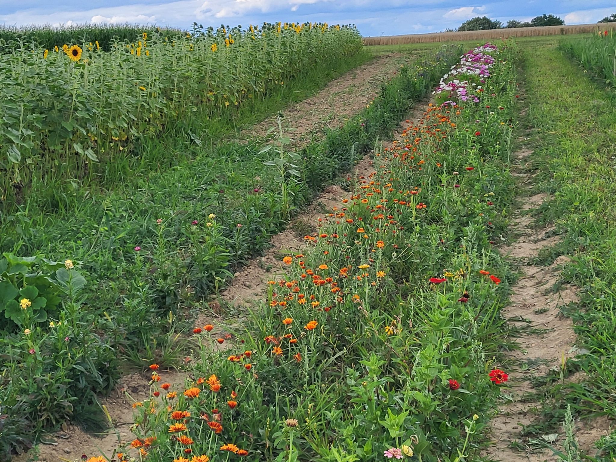 Blumen zum selbst schneiden, bezahlen in die Kasse