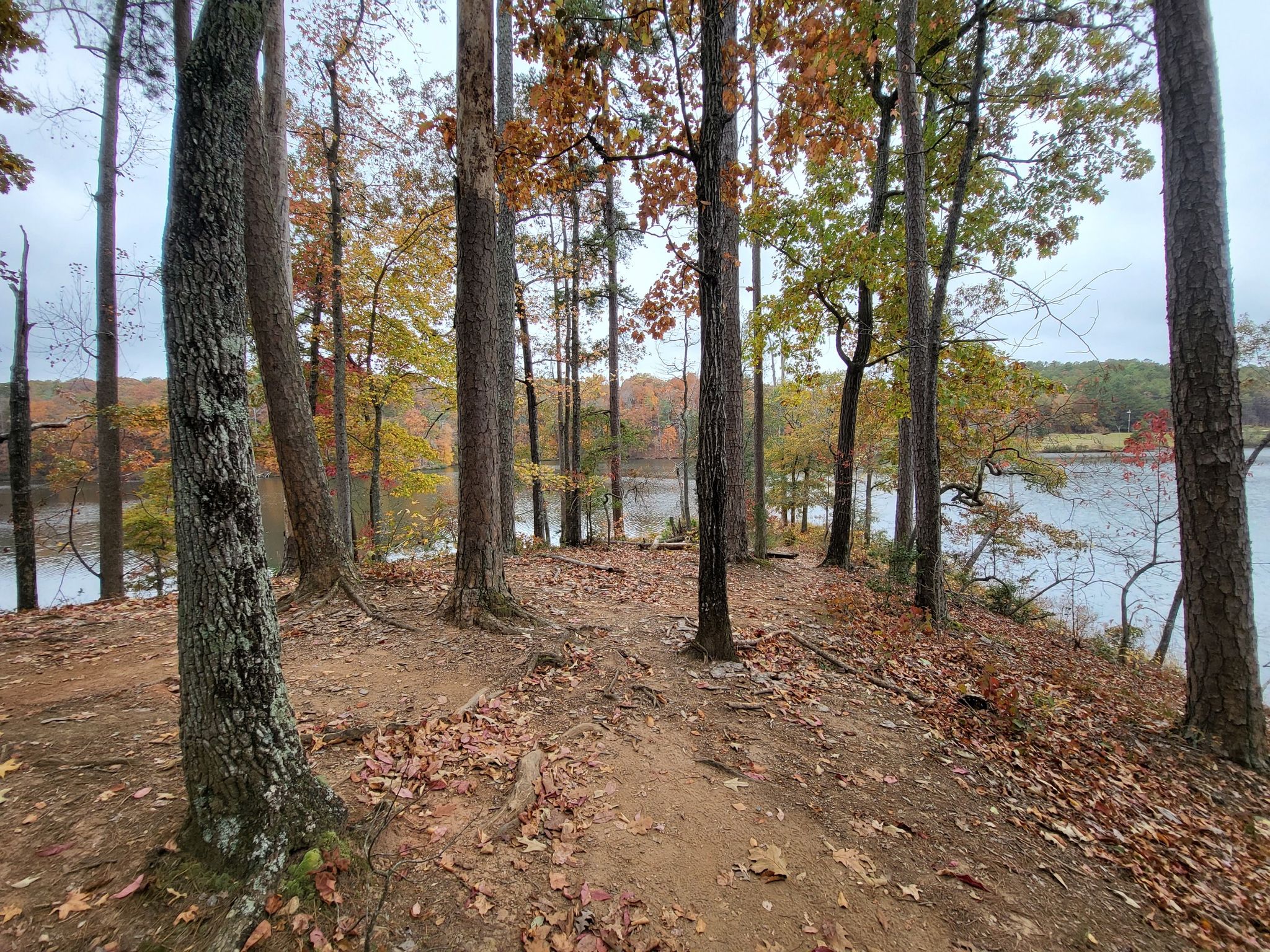 Autumn forest path overlooking a lake, with colorful leaves on the ground. - Issaqueena Lake Loop