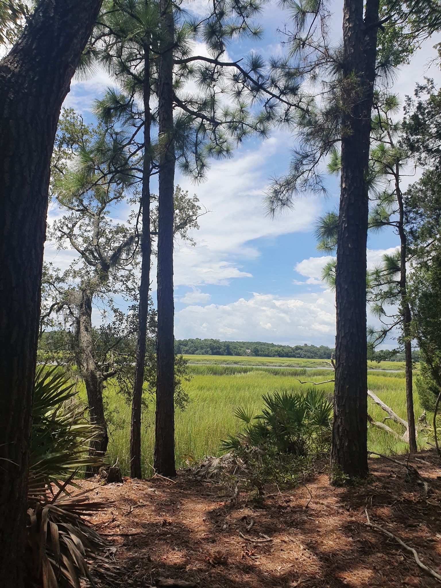 Tall pine trees frame a sunny marshland under a bright blue sky. - Wormsloe State Historic Site Loop