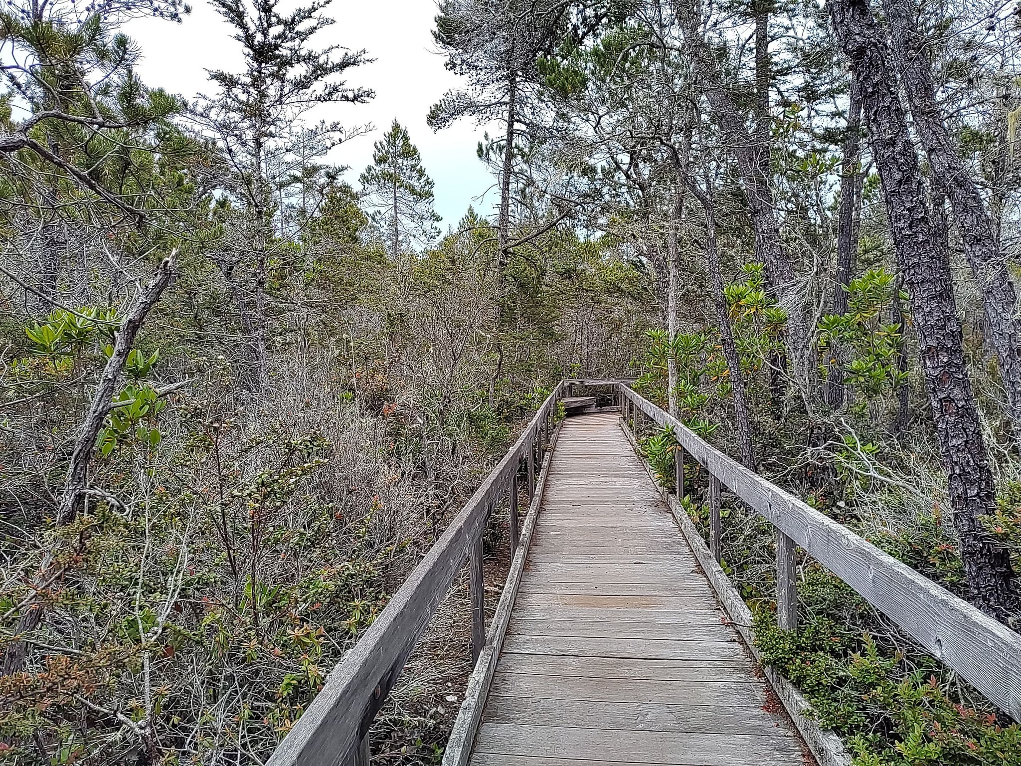 A wooden boardwalk winds through a dense, green forest under an overcast sky. - Pygmy Forest and Fern Canyon Loop