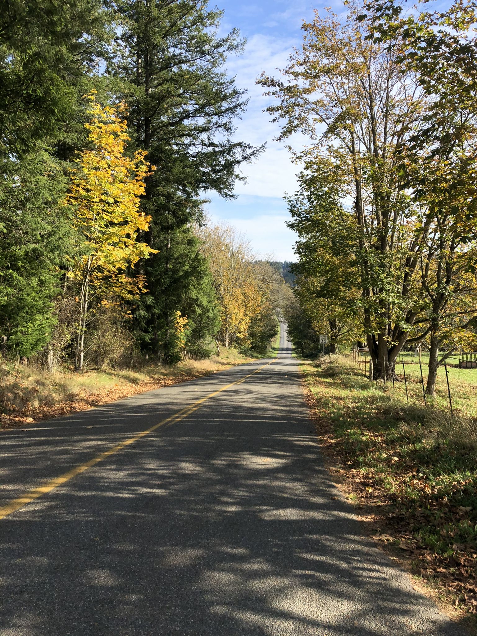 Sunny paved road lined with green and yellow autumn trees. - Port Townsend, Port Hadlock, and Port Ludlow loop