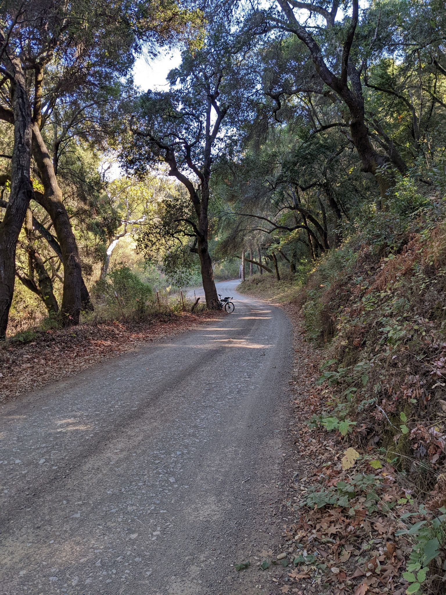 A winding dirt road through a sun-dappled forest with a parked bicycle. - Santa Rita Road