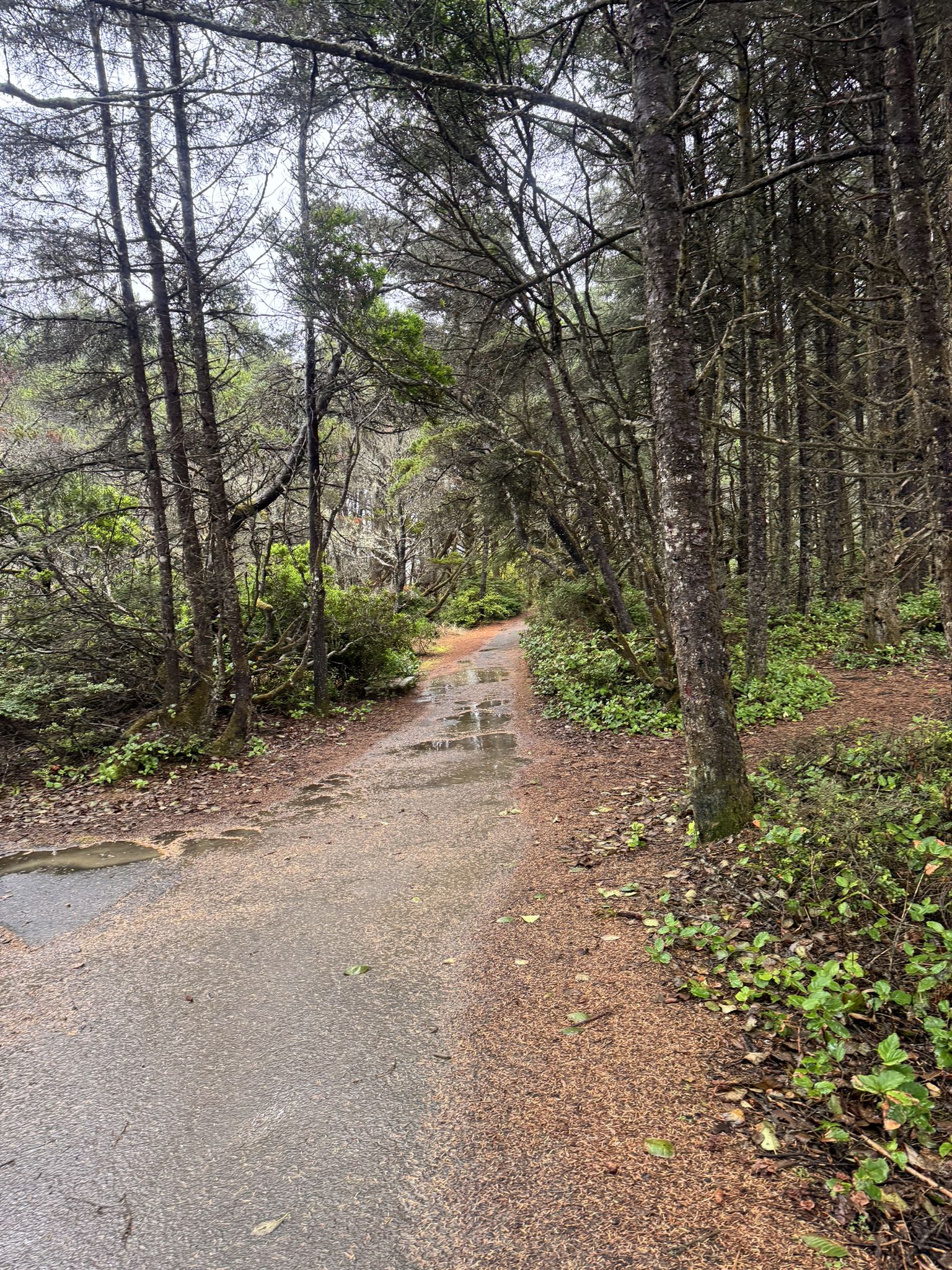 A wet paved path winds through a dense, green forest on an overcast day. - Ona Beach