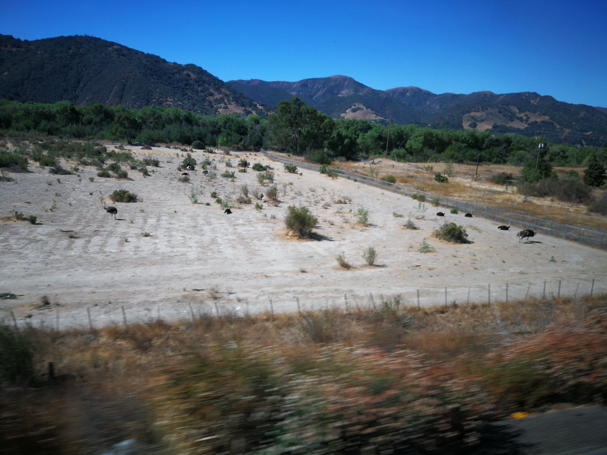 Ostriches roam a sandy, barren landscape with distant mountains under a bright sky. - Hans Christian Andersen Park – Solvang loop from Buellton