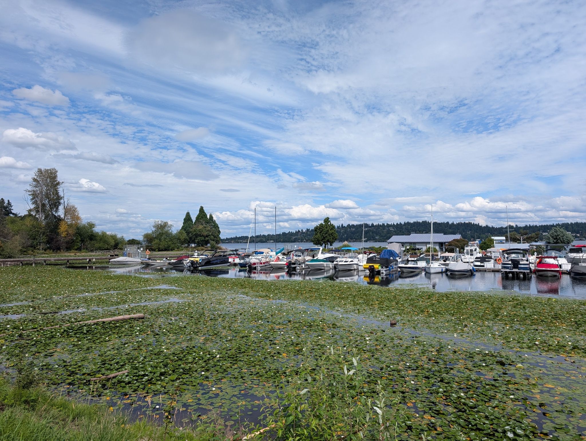Boats docked in a marina with lily pads under a cloudy sky. - Lake Washington Loop