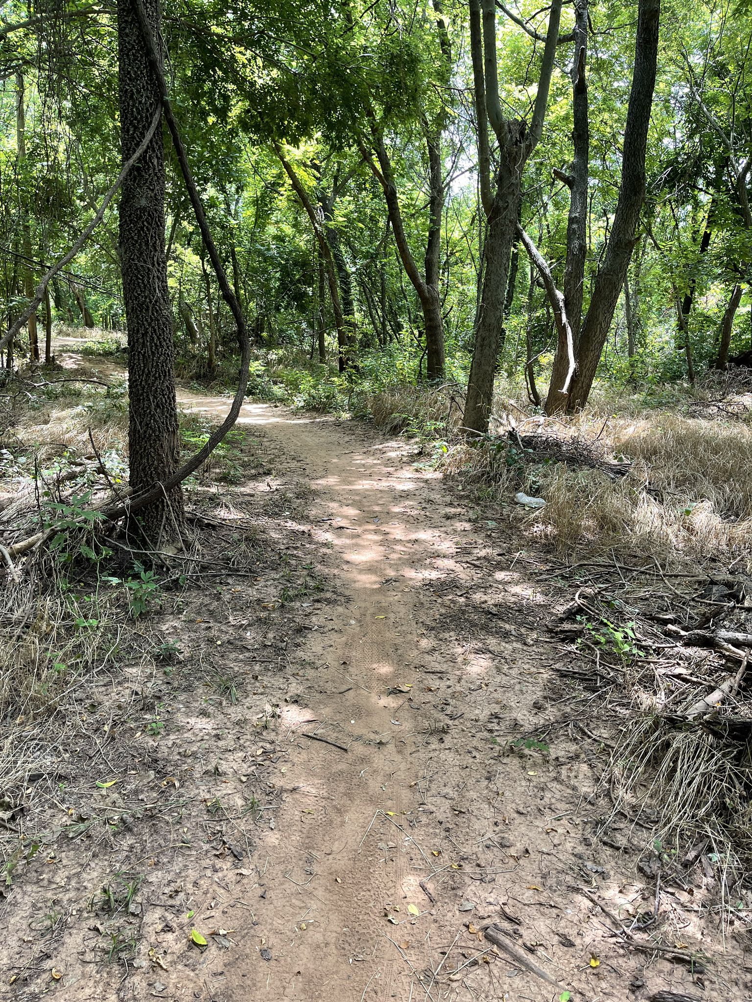 A narrow dirt path winds through a sun-dappled, green forest. - SCIP Trail loop from Department of Rehabilitation Services